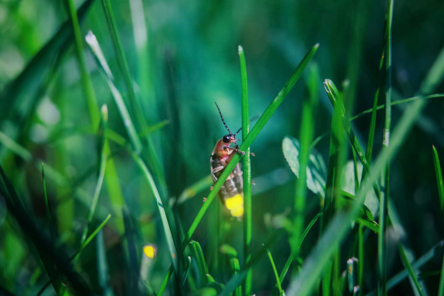 A lightning bug on a blade of grass surrounded by more grass. The back end of the lightning bug is glowing yellow.