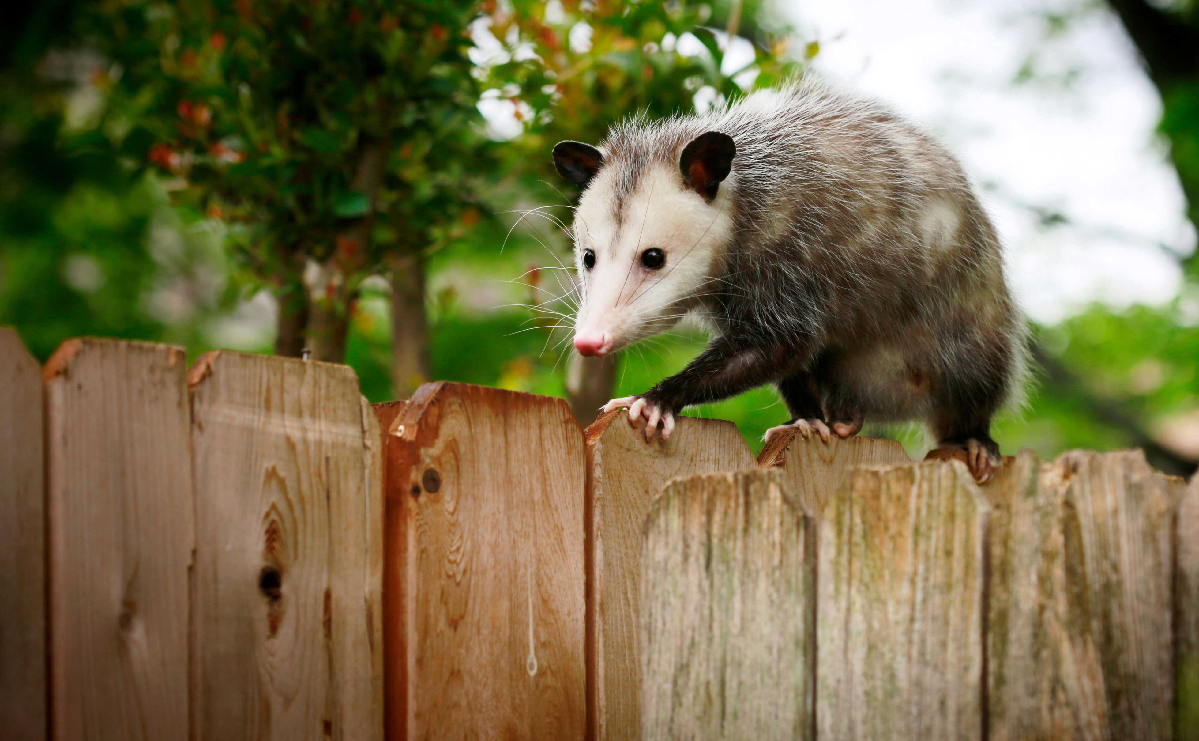 An opossum walking across a fence.