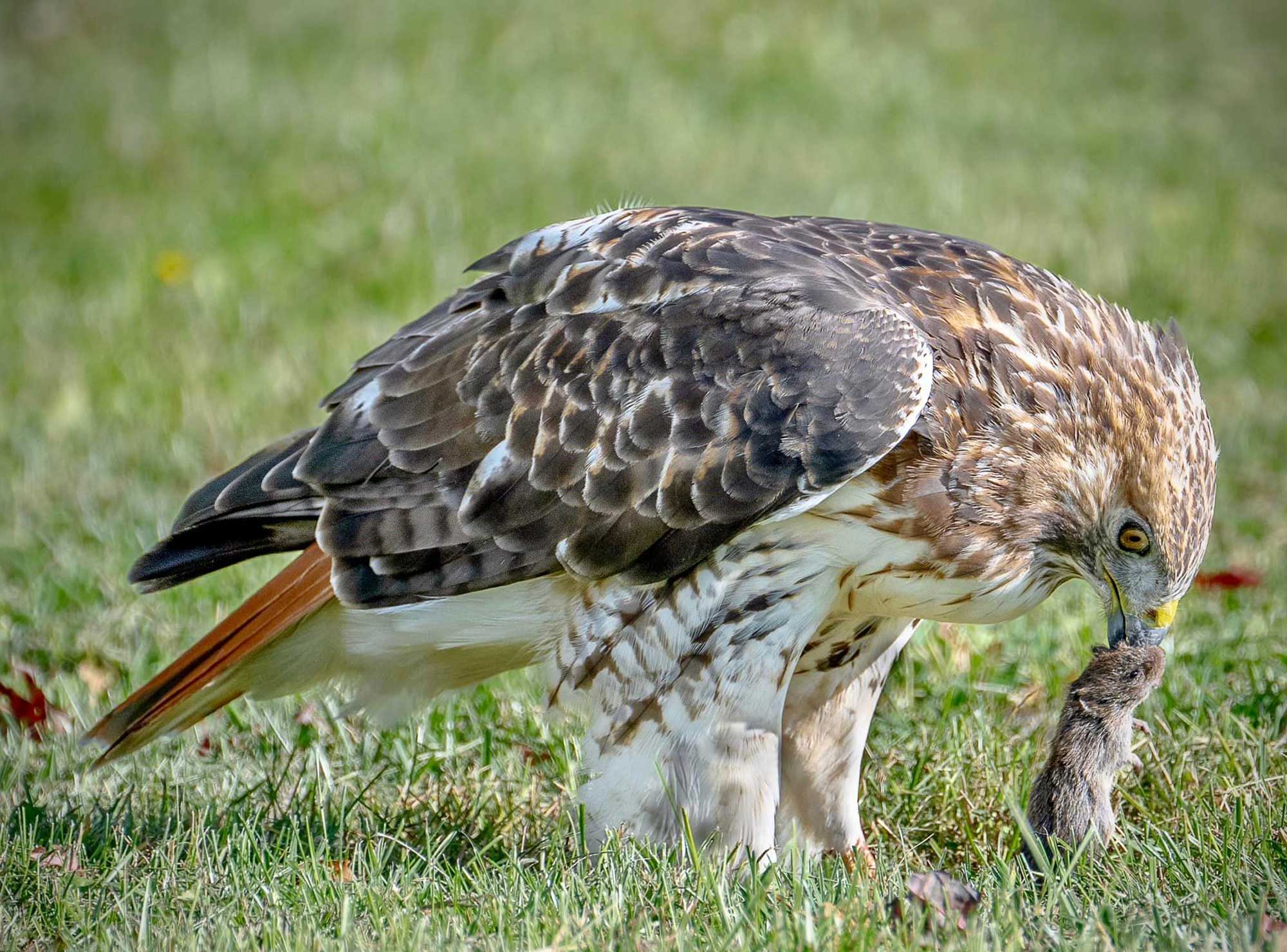 Red-tailed hawk standing in grass with a mouse in its beak.