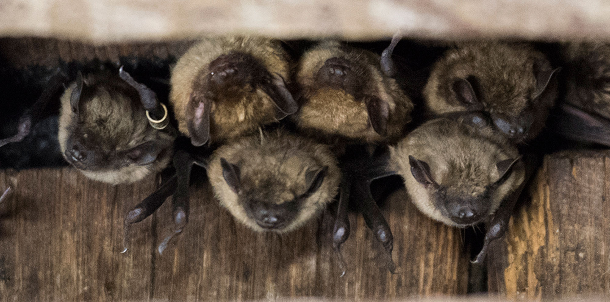 Bats roosting in a wooden structure as seen from below.