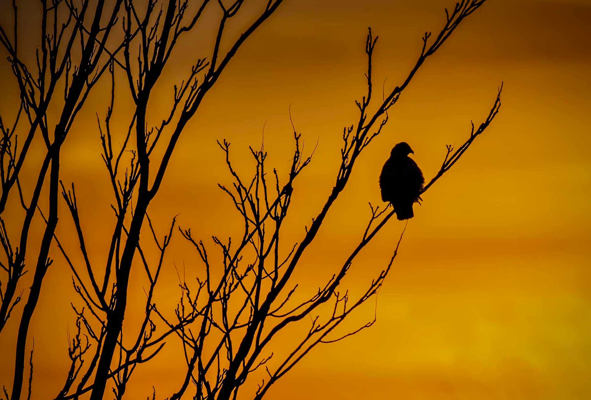 A silhouette of a bird perched on bare tree branches with the sky a golden color in the background. 