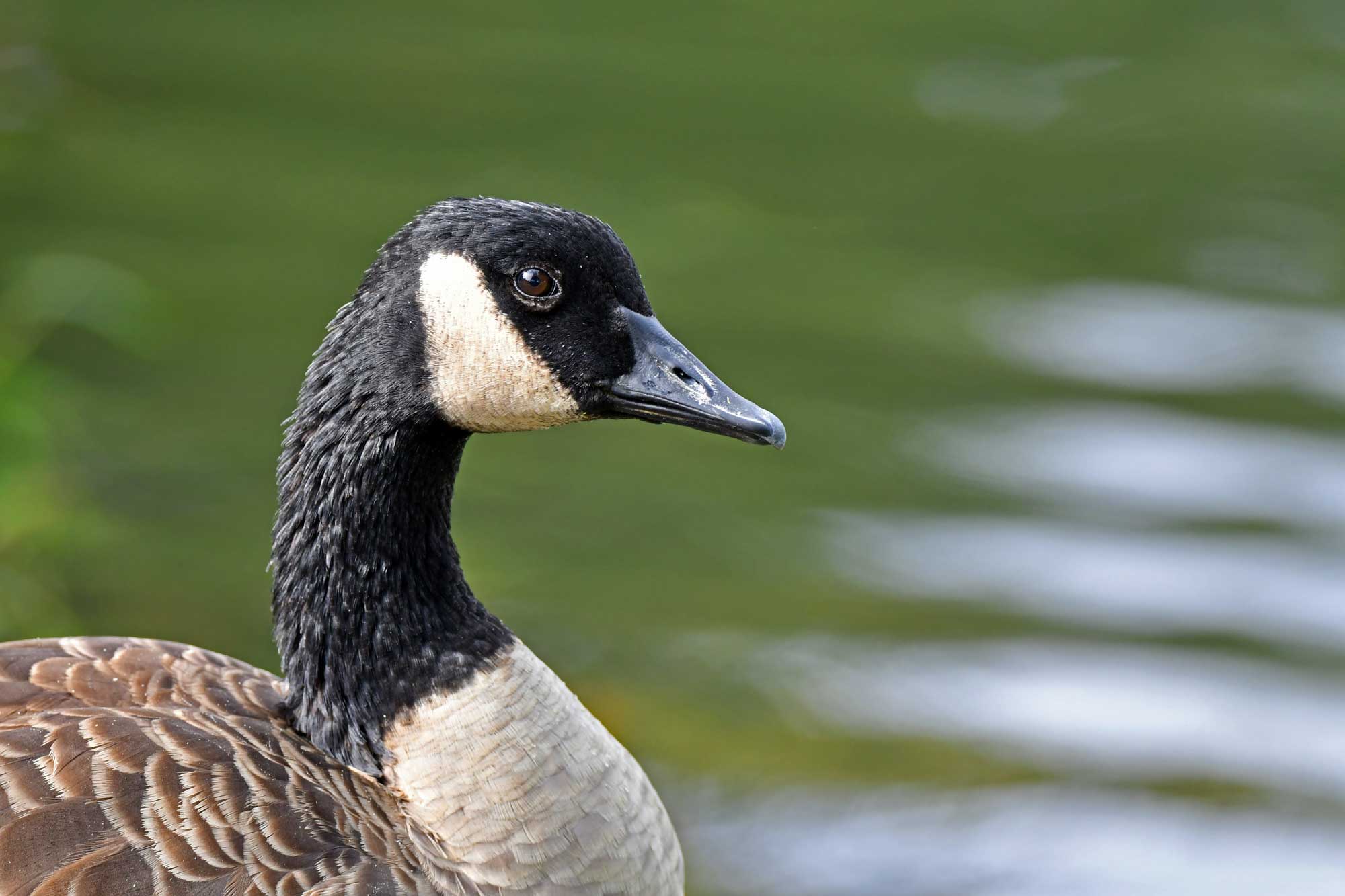 Close up of a Canada goose with water in the background.