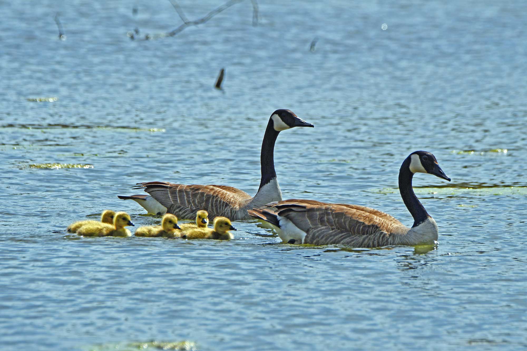 Canada geese swimming in the water with their goslings.