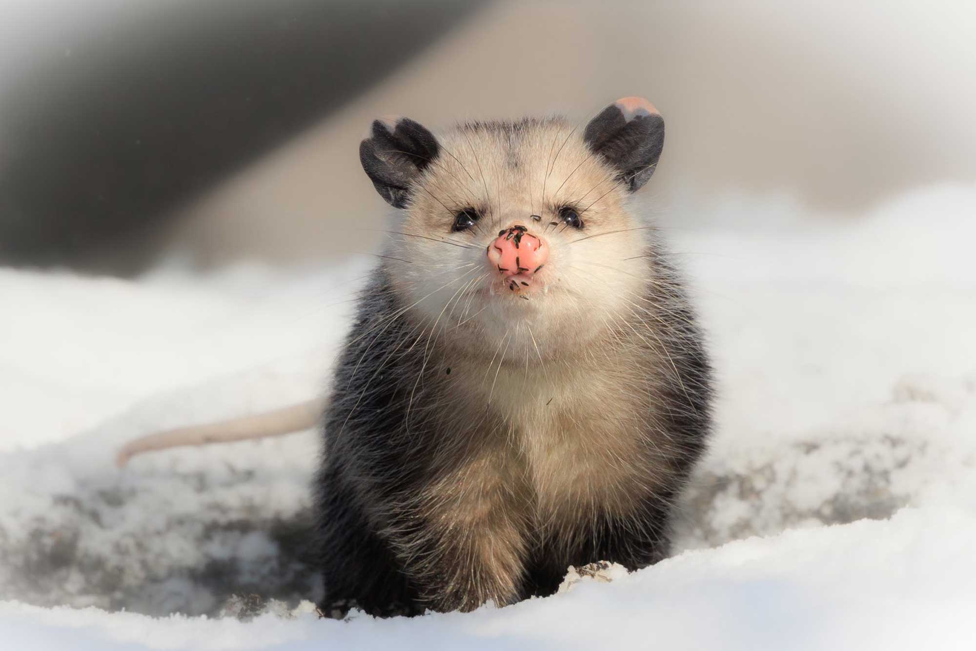 Opossum standing in snow.