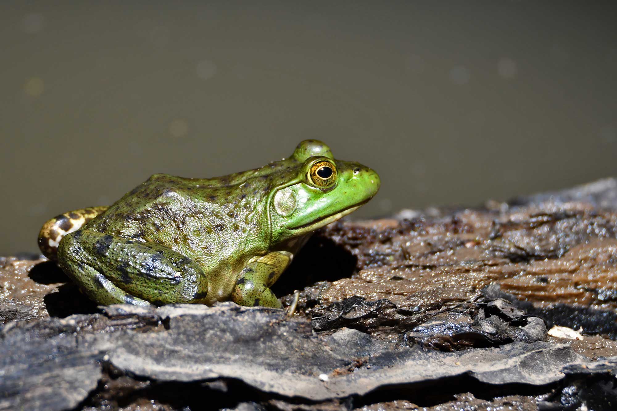 American bullfrog sitting on a fallen tree.