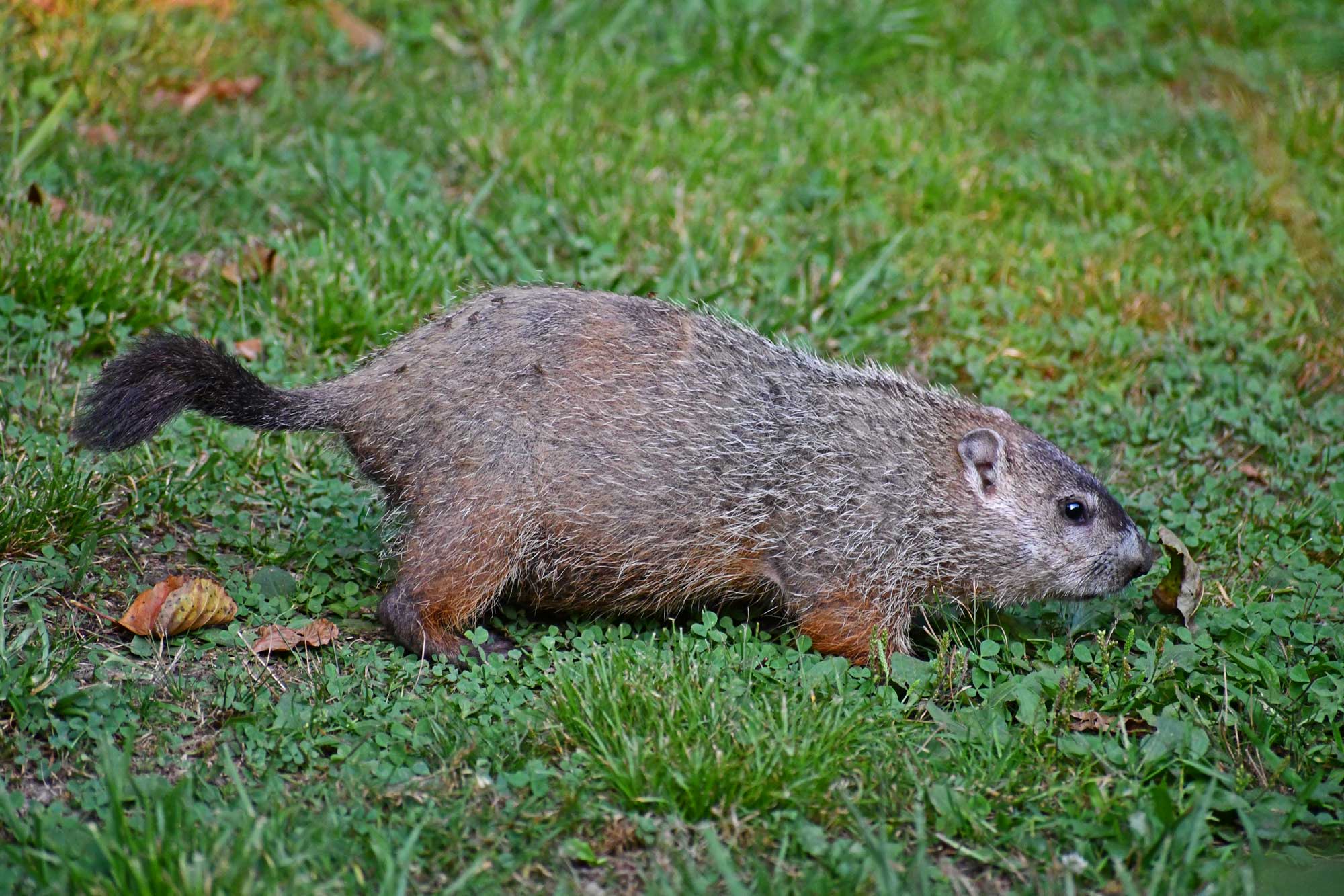 Groundhog standing in grass.