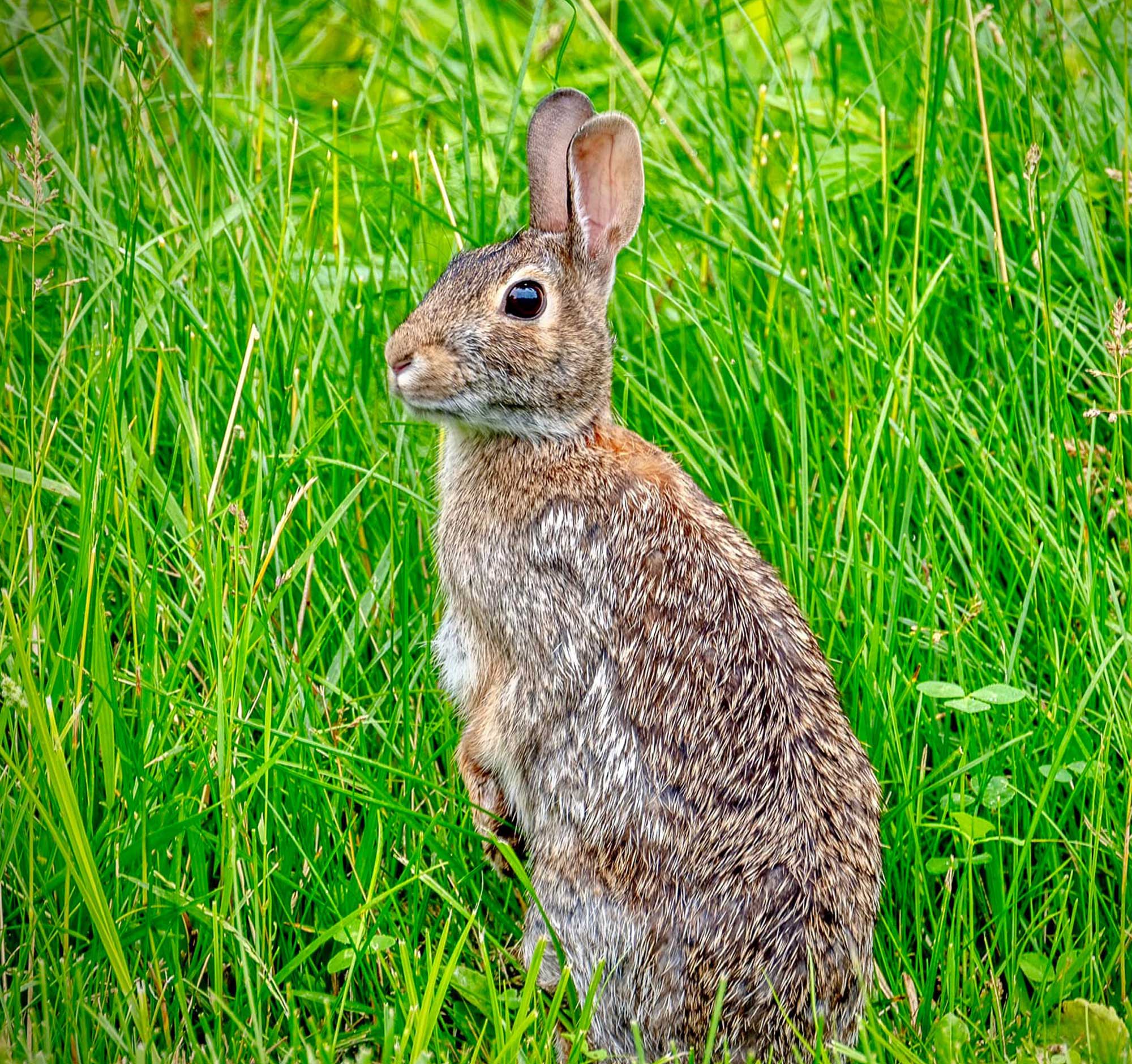 Cottontail rabbit standing in tall grasses.