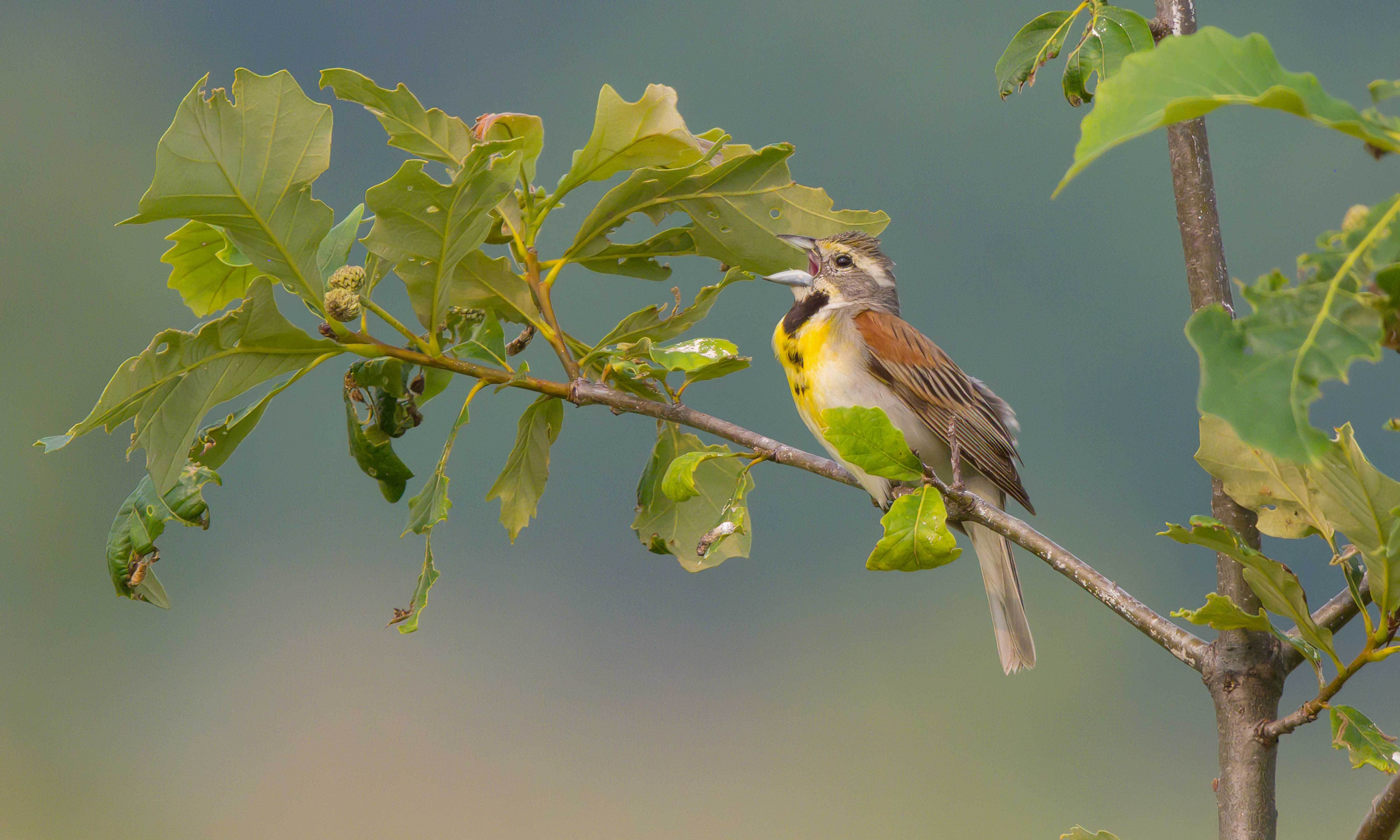 A dickcissel perched on a branch with its mouth open.