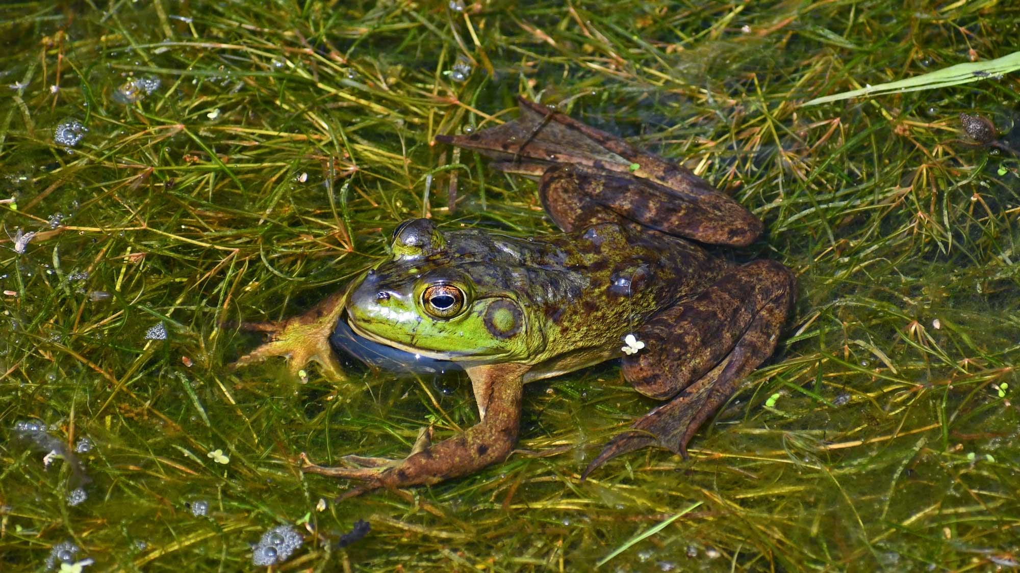 American bullfrog sitting in the water.
