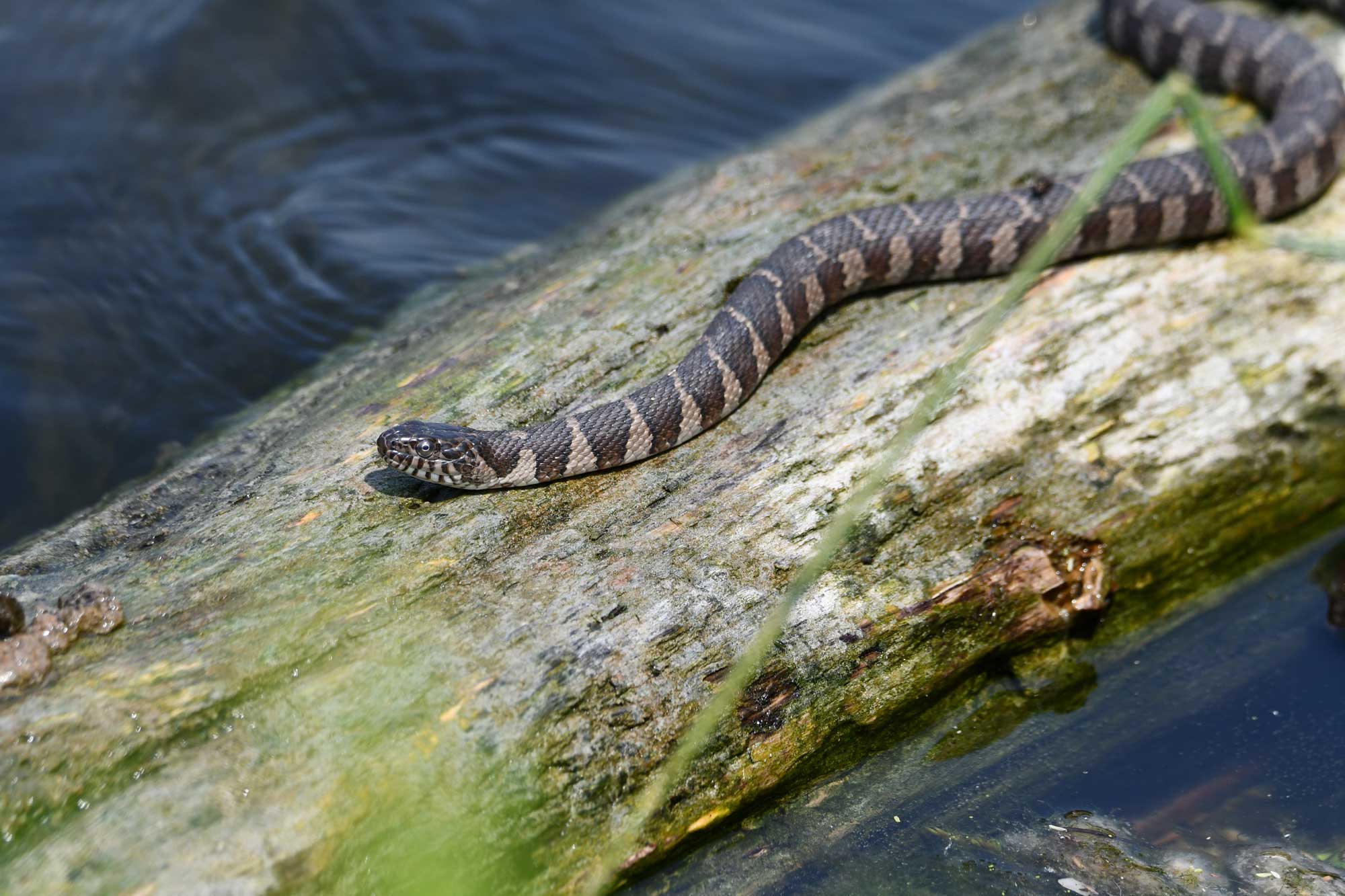 Common water snake resting on a log in the water.