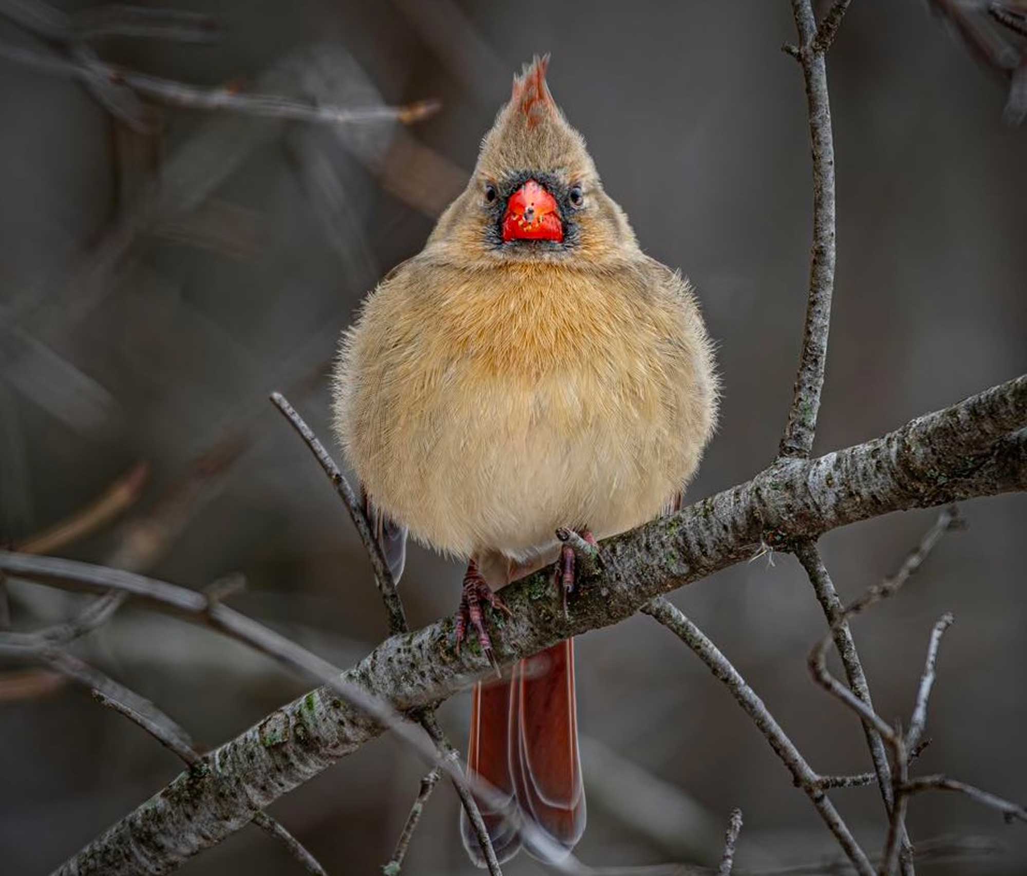 A light brown bird sitting on a bare tree branch.
