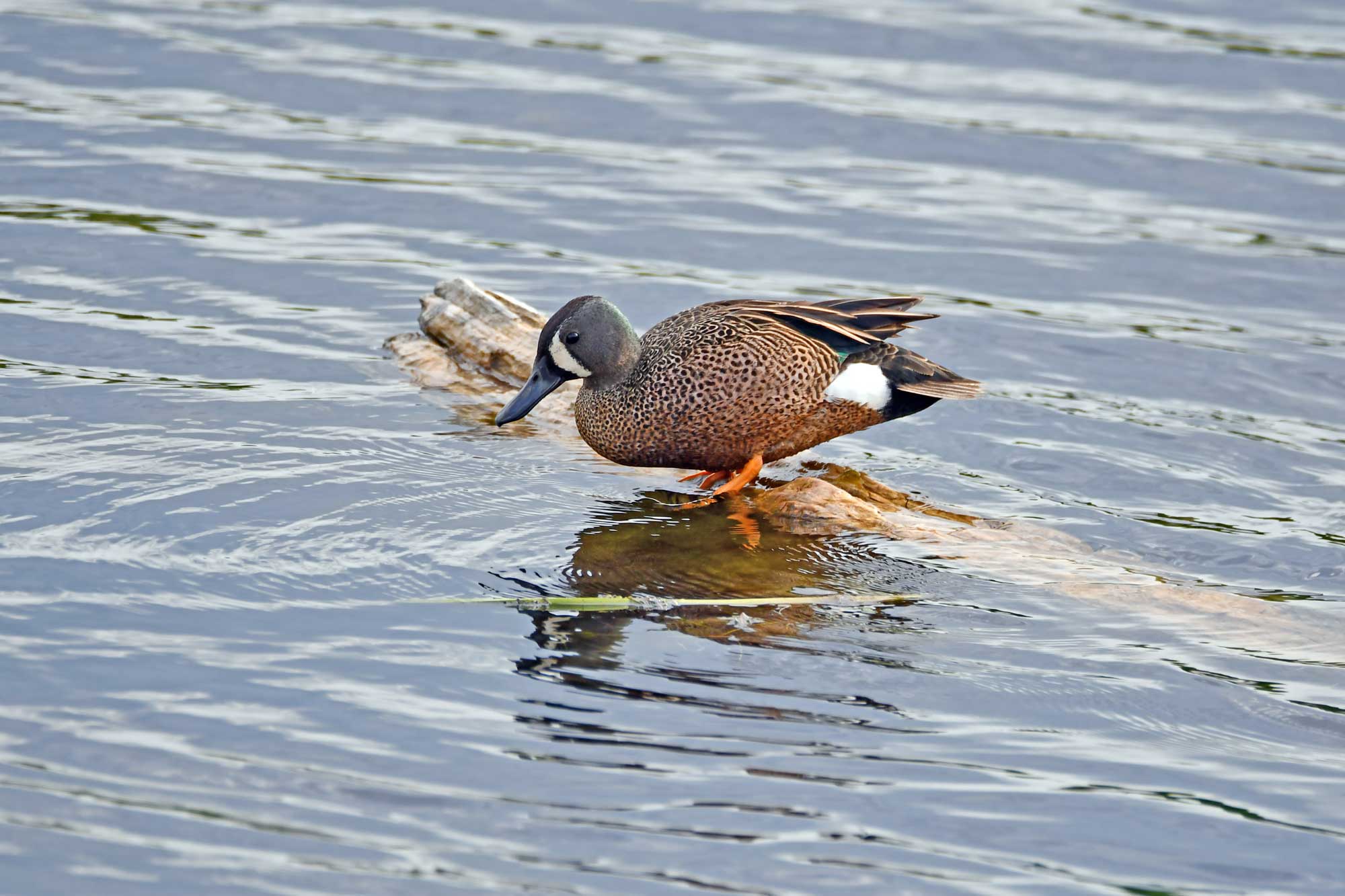 Blue-winged teal standing on a log in the water.