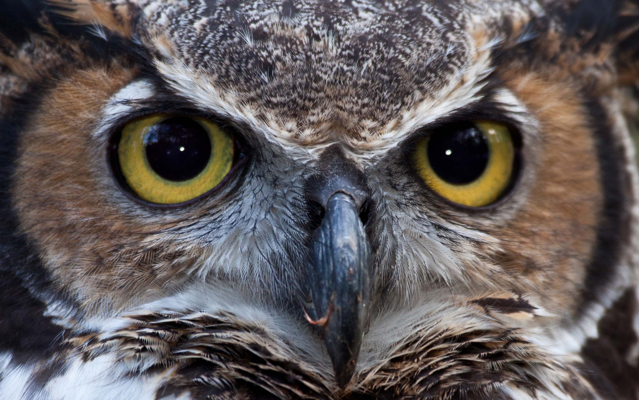 Closeup of a great horned owl's face.