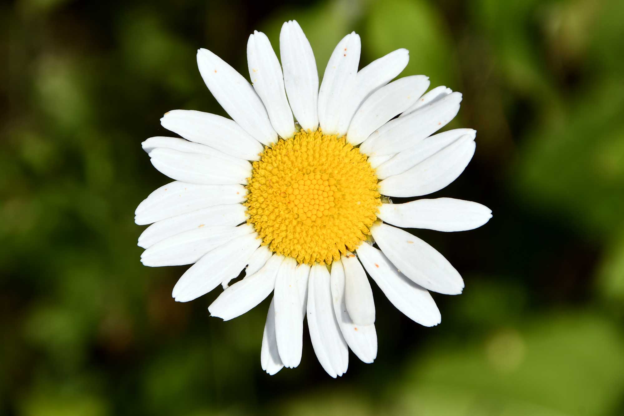 Ox eye daisy growing with white flower petals and vegetation in the background.
