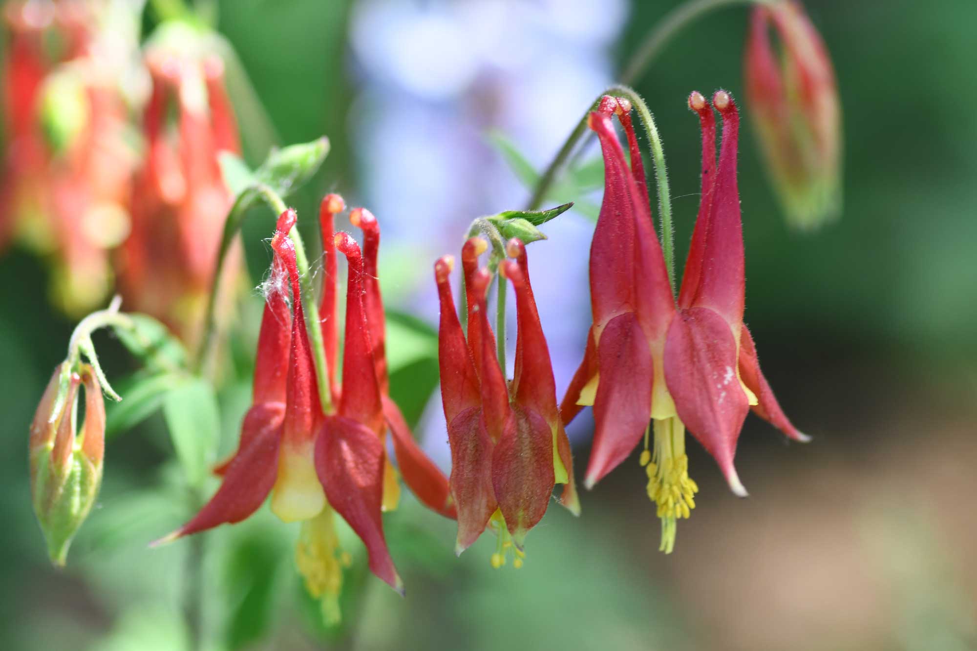Columbine flower growing with red flower petals.