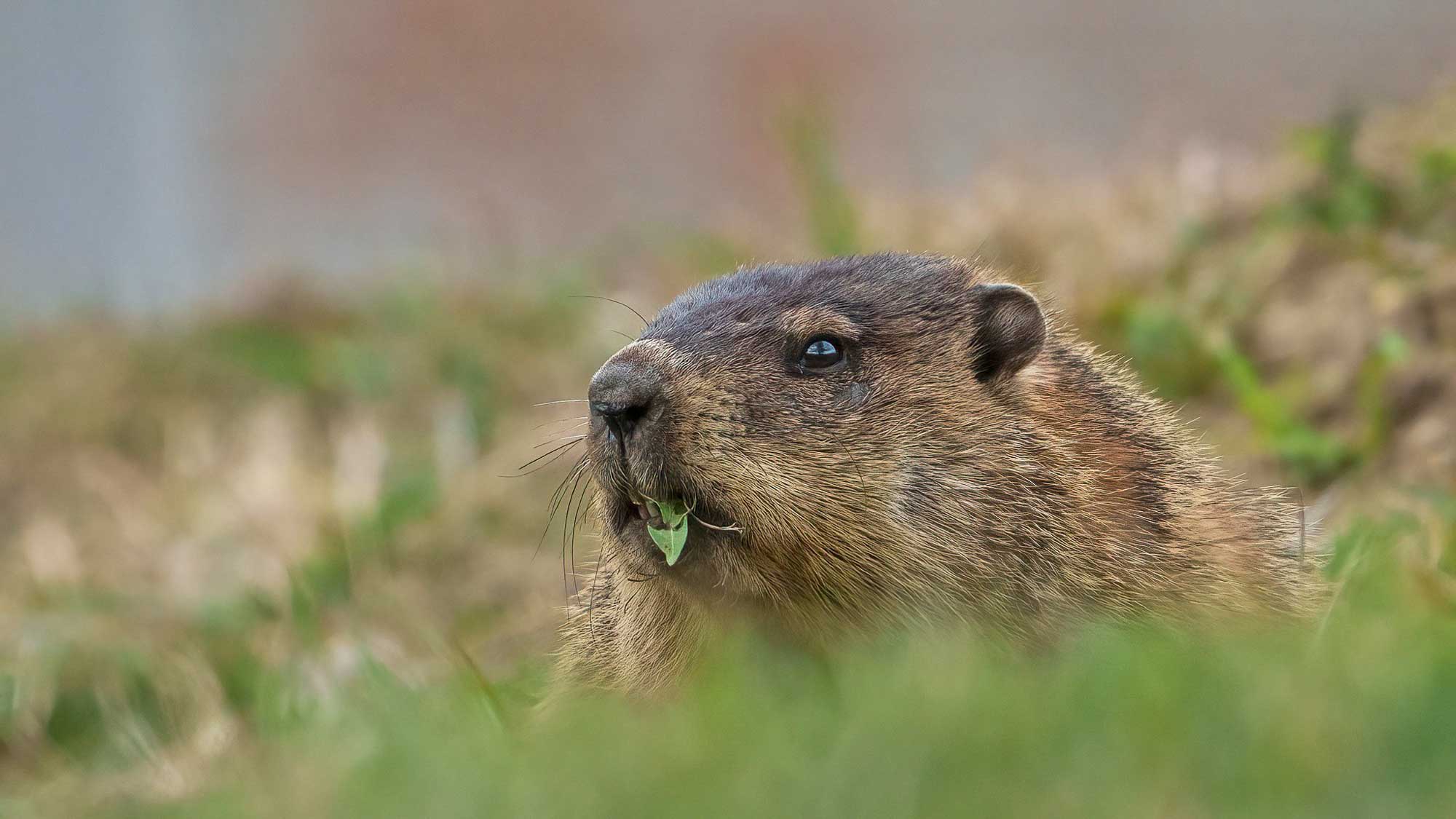 Close up of a groundhog with vegetation in the foreground and background.