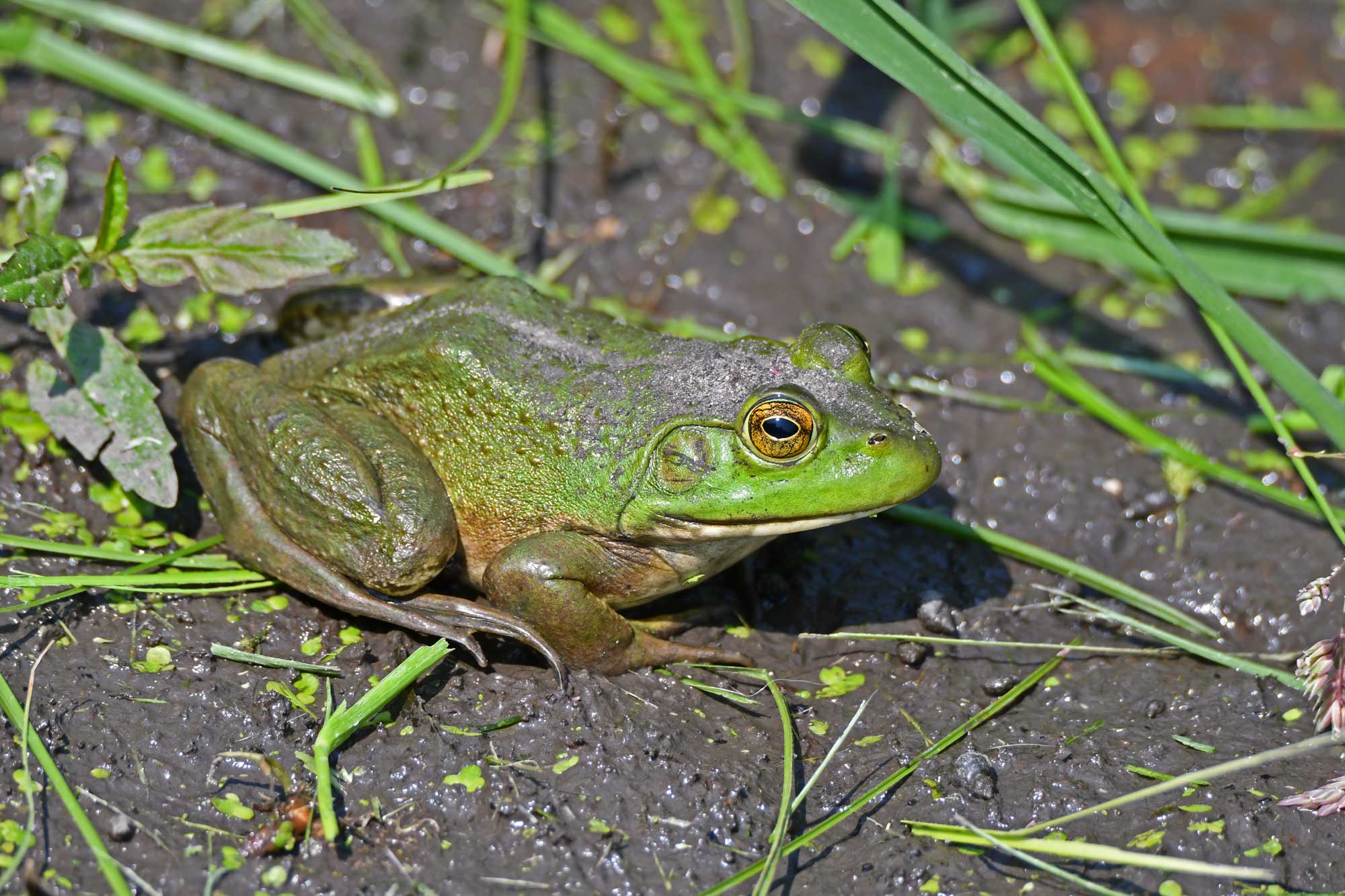American bullfrog sitting in mud and grass.