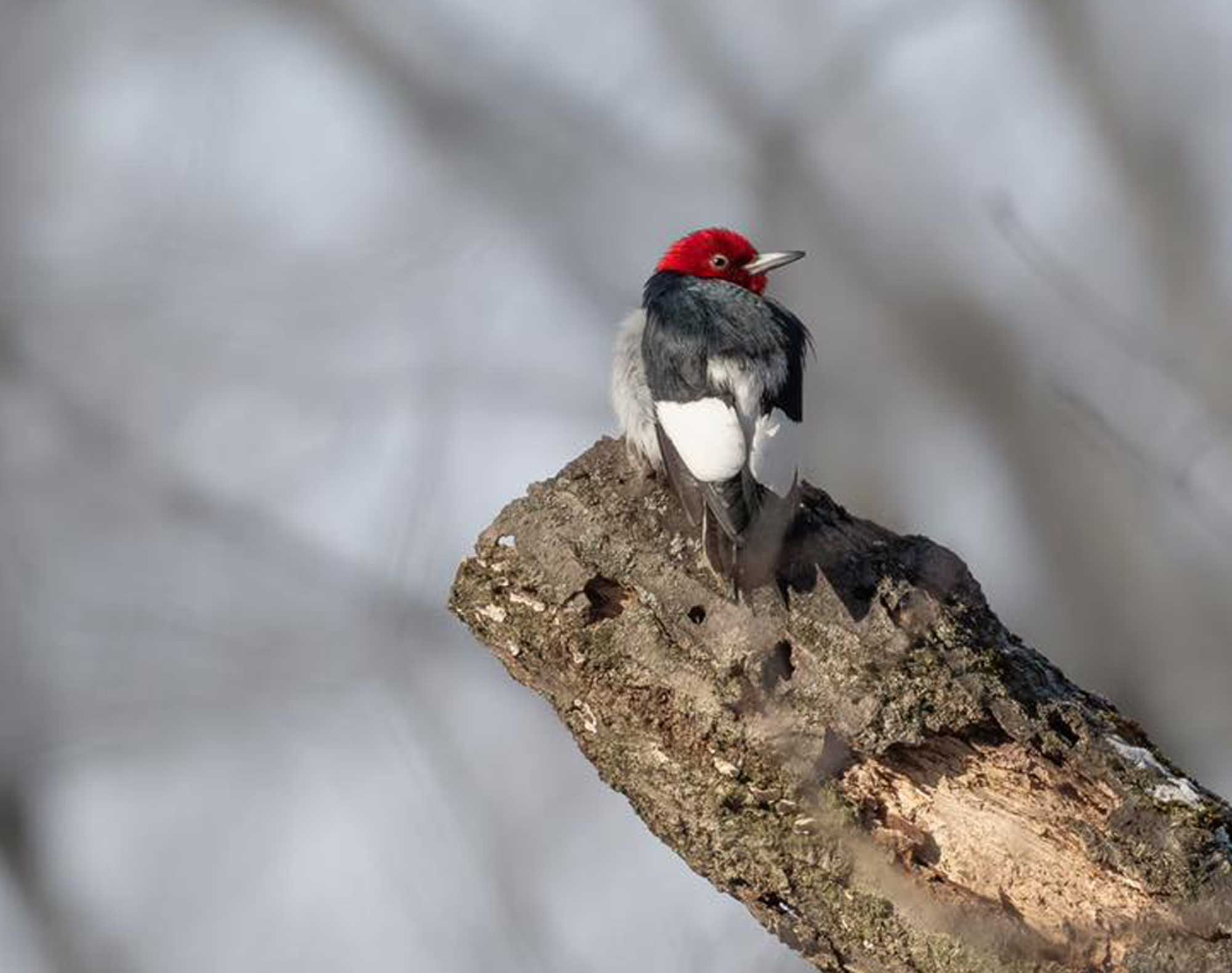Red-headed woodpecker perched on a branch with other branches in the background.