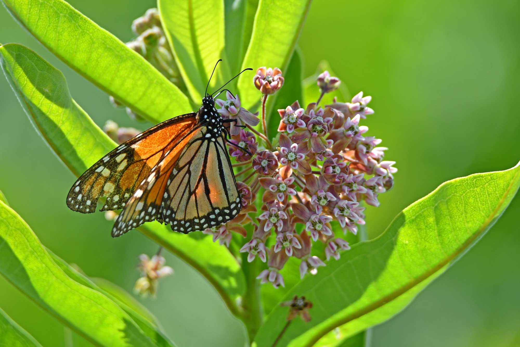 Monarch butterfly landed on common milkweed.