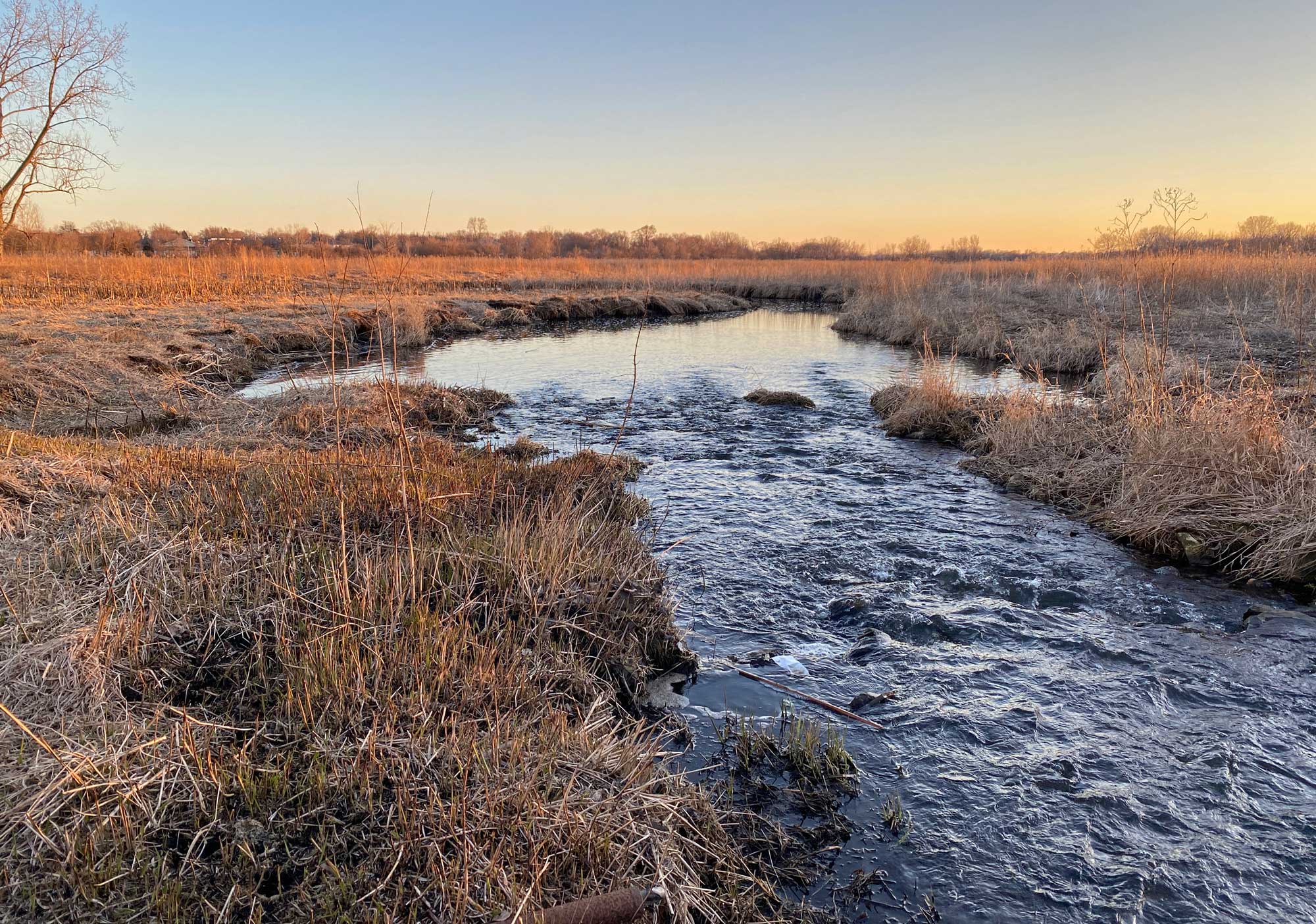 Creek lined by grasses and vegetation with trees in the background.