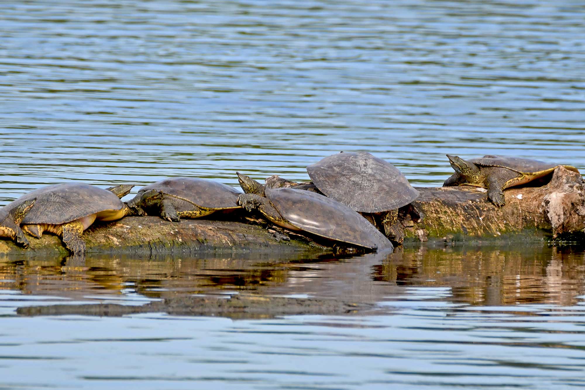 Multiple softshell turtles resting on a fallen tree in the water.