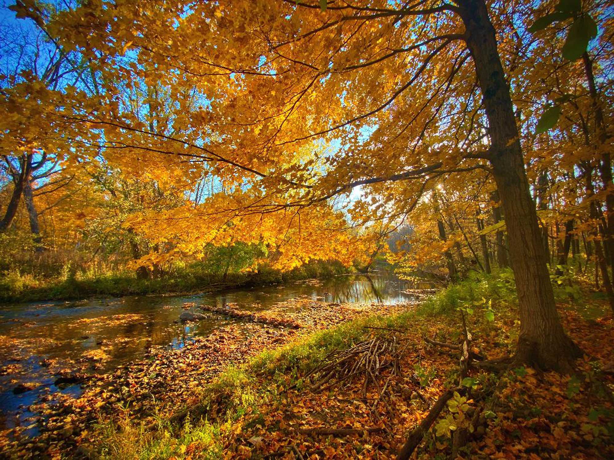 A creek surrounding by trees displaying leaves in shades of yellow and orange. 