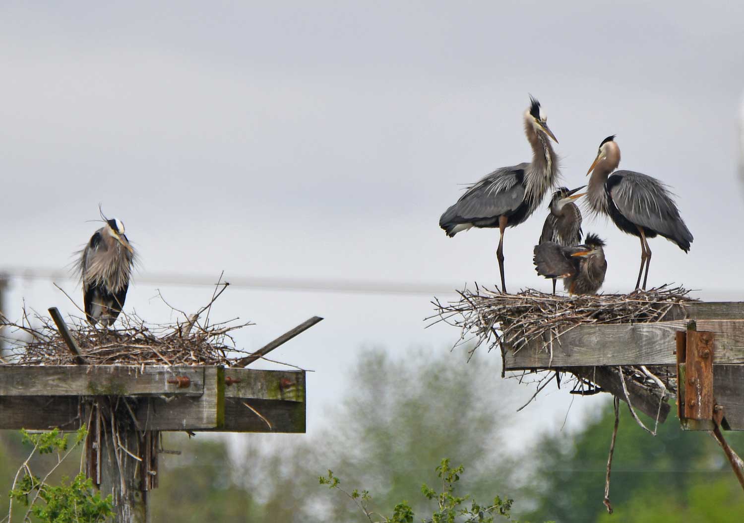 Great blue herons at rest of two wooden nesting platforms. The platform on the left has one heron; the platform on the right has four. 