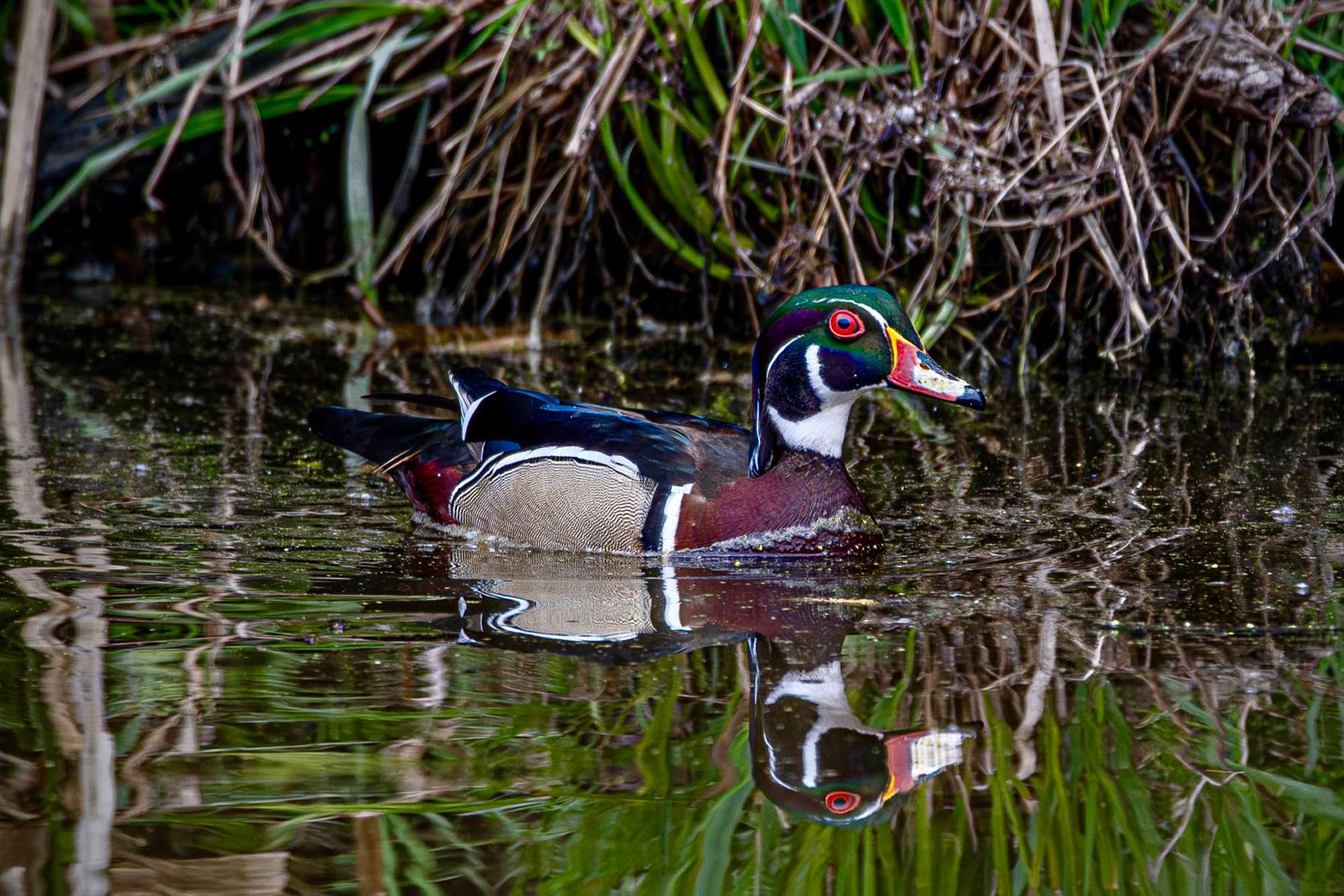 Wood duck swimming in the water with vegetation in the background.