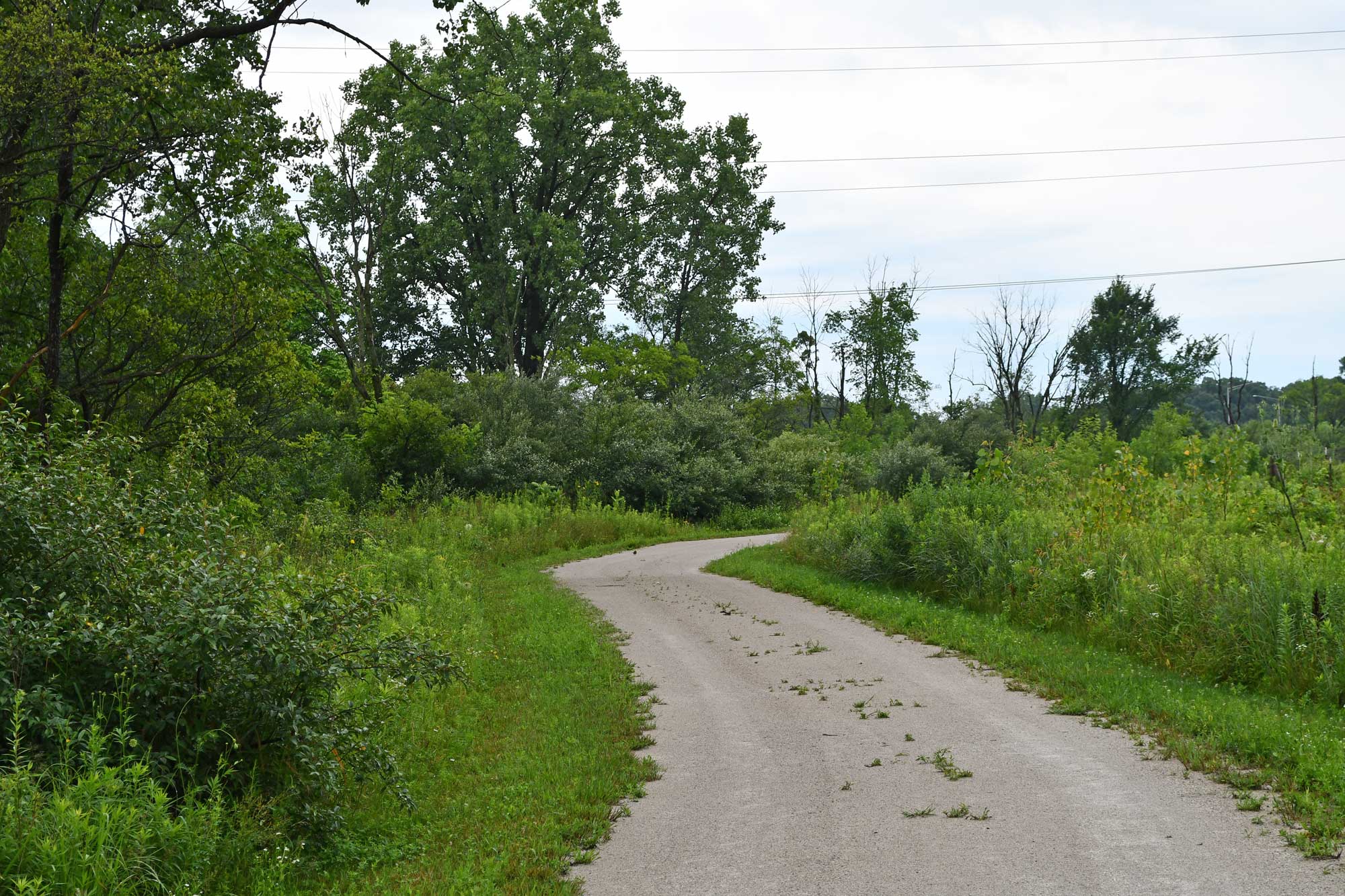 Limestone trail lined with grasses, vegetation, and trees.