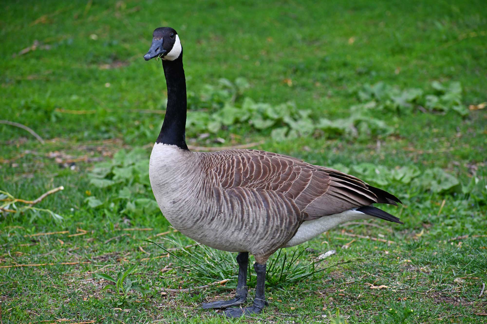 Canada goose standing in grass.