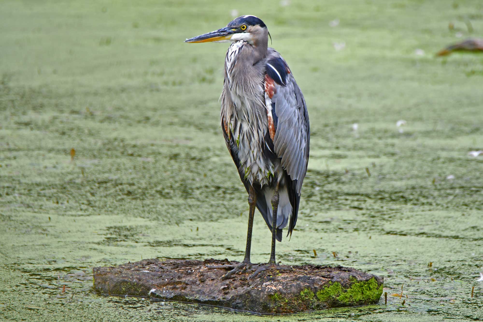 Great blue heron standing on a rock in the water.