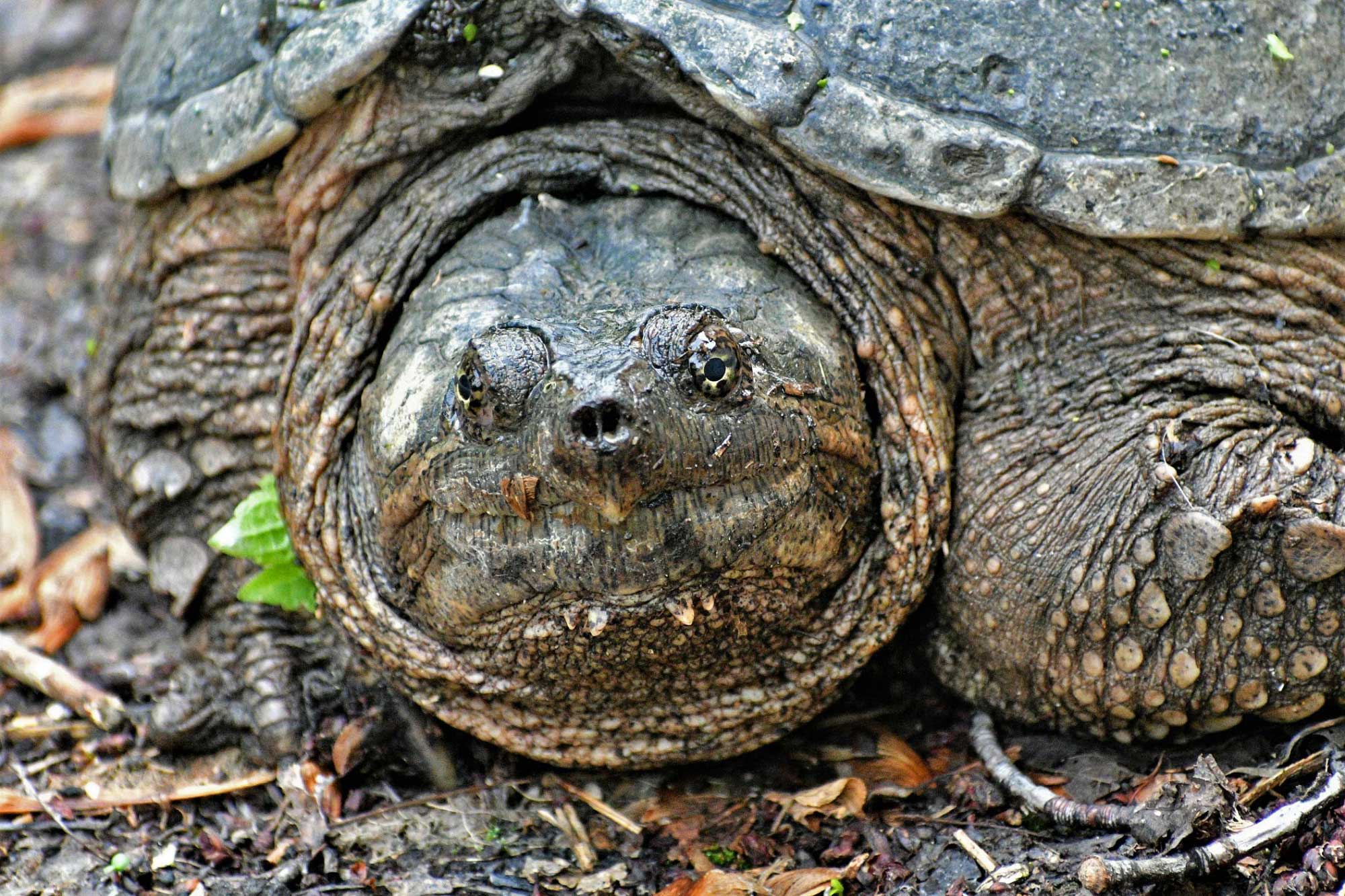 Close up of a snapping turtle resting on the ground.