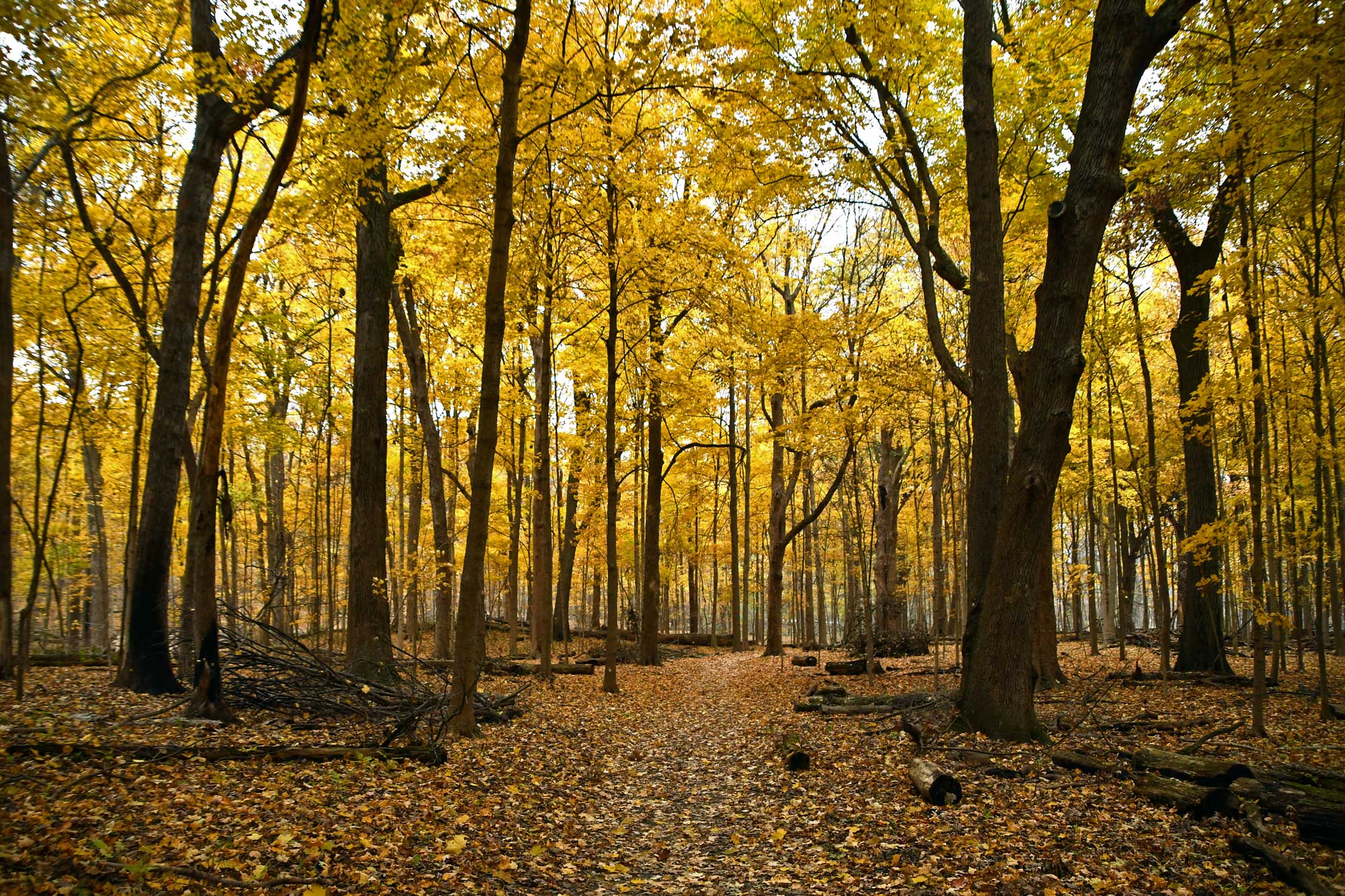 Natural trail with fall colored trees.
