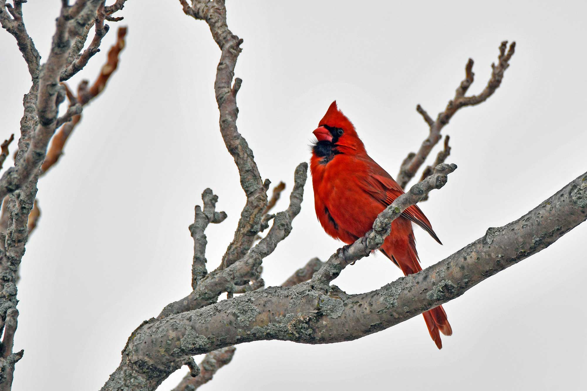 Northern cardinal perched on a branch with an overcast sky in the background.