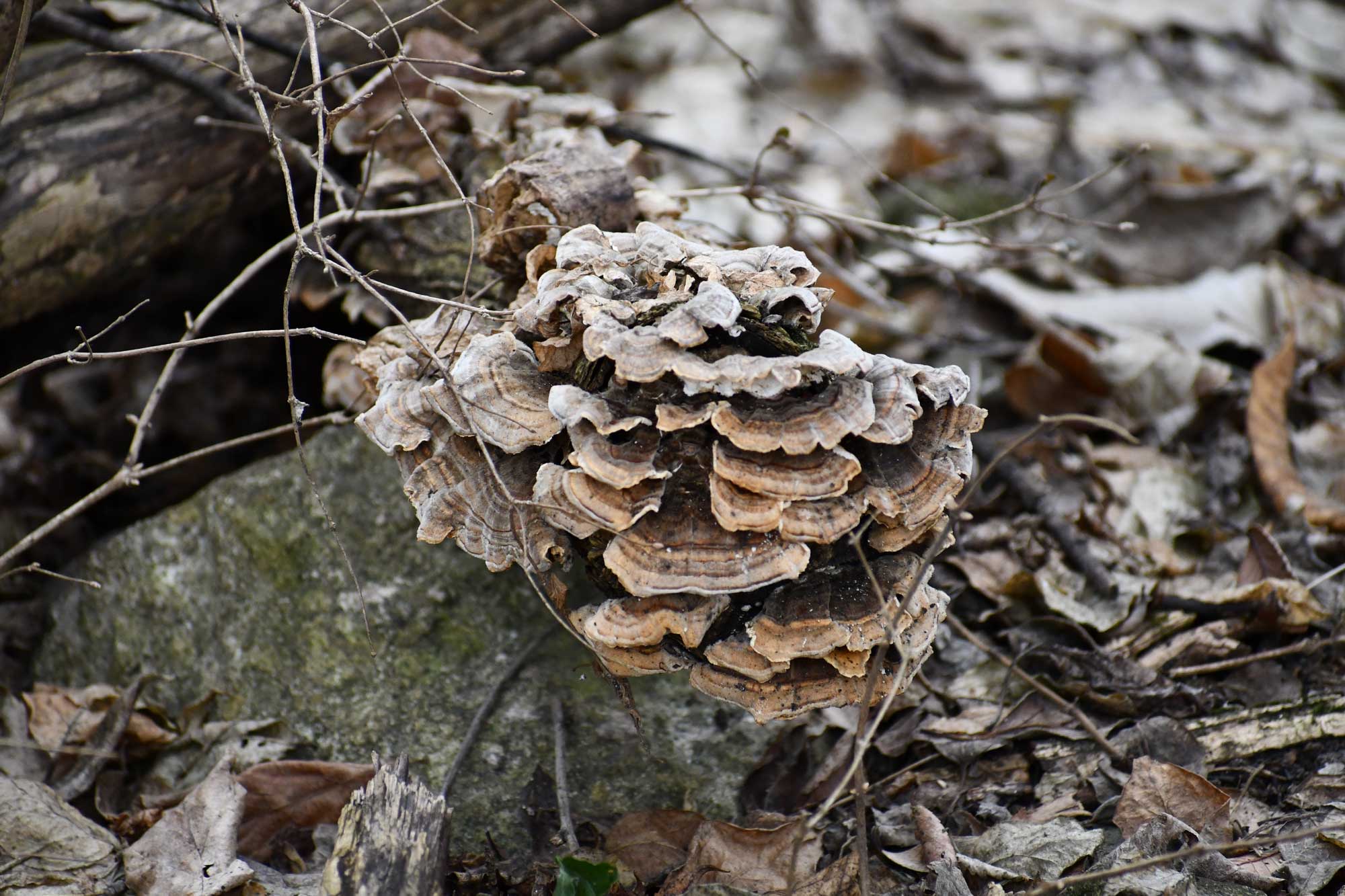 Turkey tail fungus growing on a fallen tree.