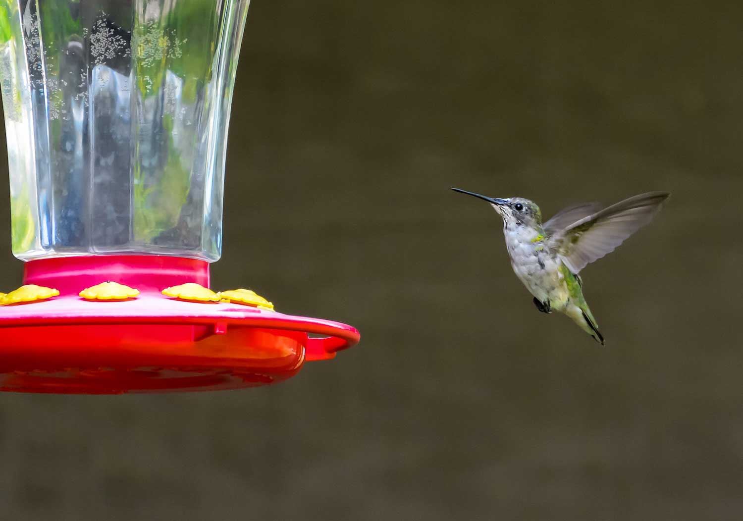 A hummingbird in flight as it approaches a red hummingbird feeder with a clear plastic nectar cylinder.