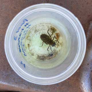 Lab-raised Hine's emerald dragonflies released into the wild