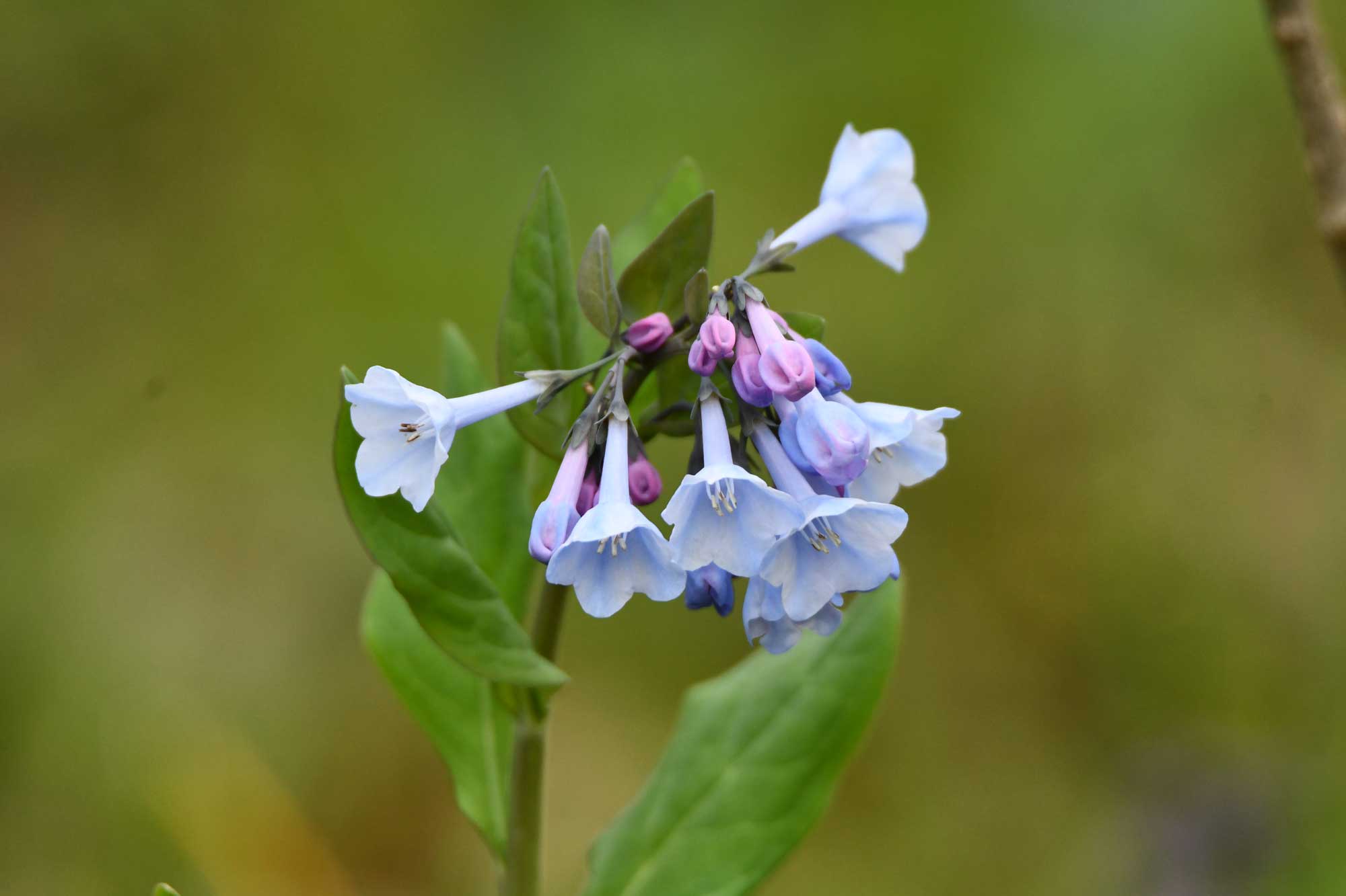 Virginia bluebells growing with purple and blue flower petals.