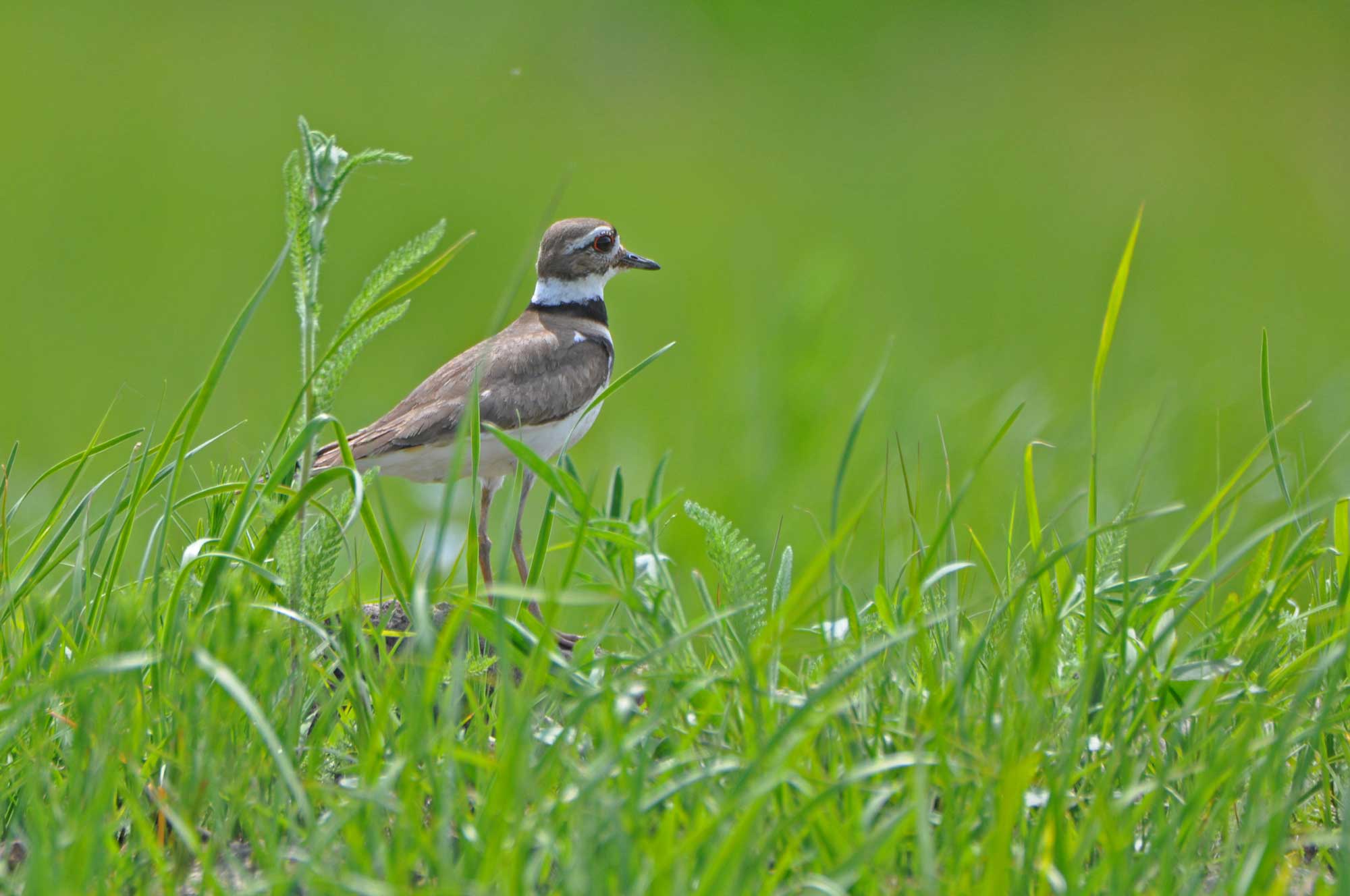 Killdeer standing in grasses.