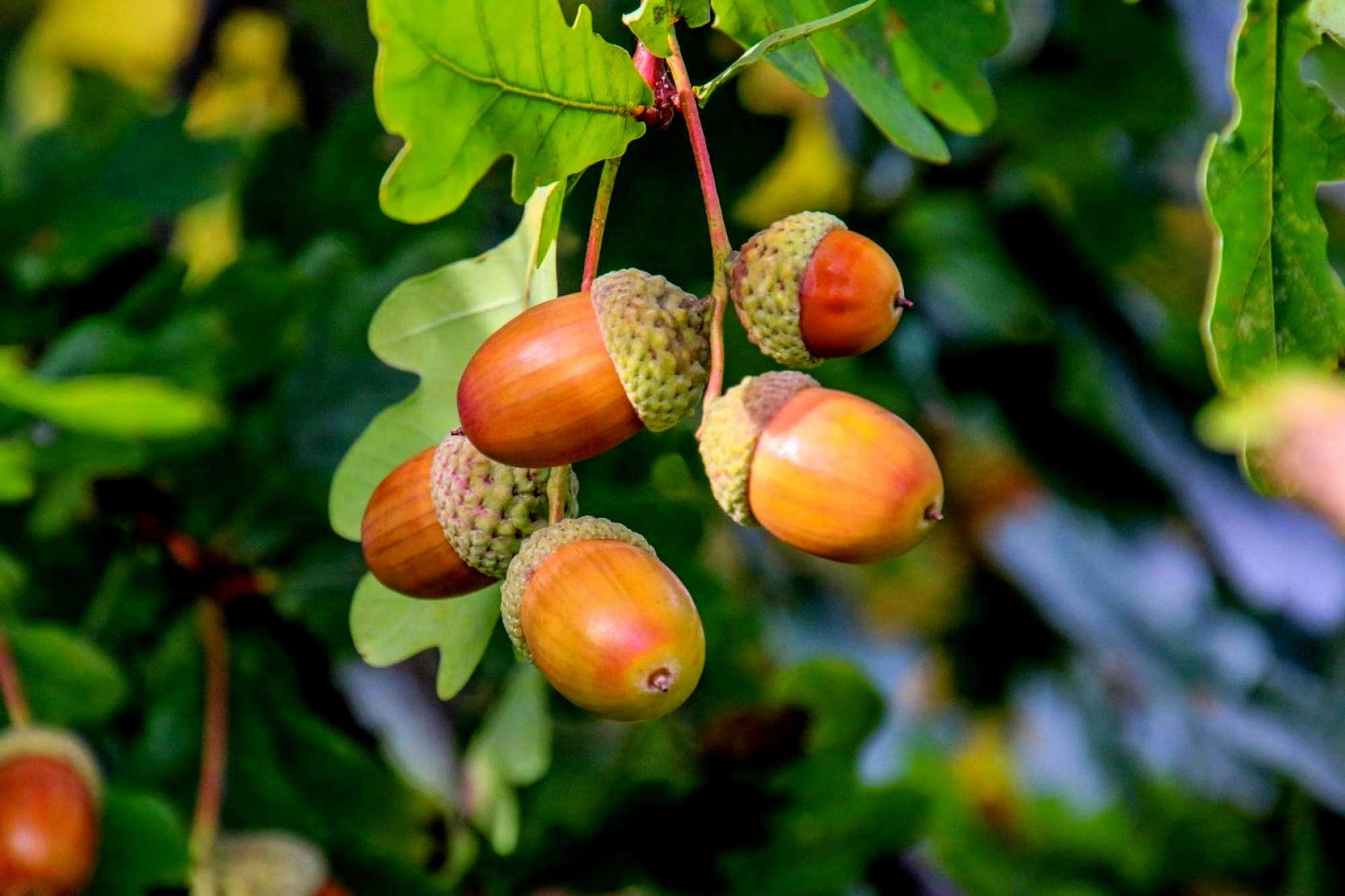 A cluster of acorns hanging from a tree.