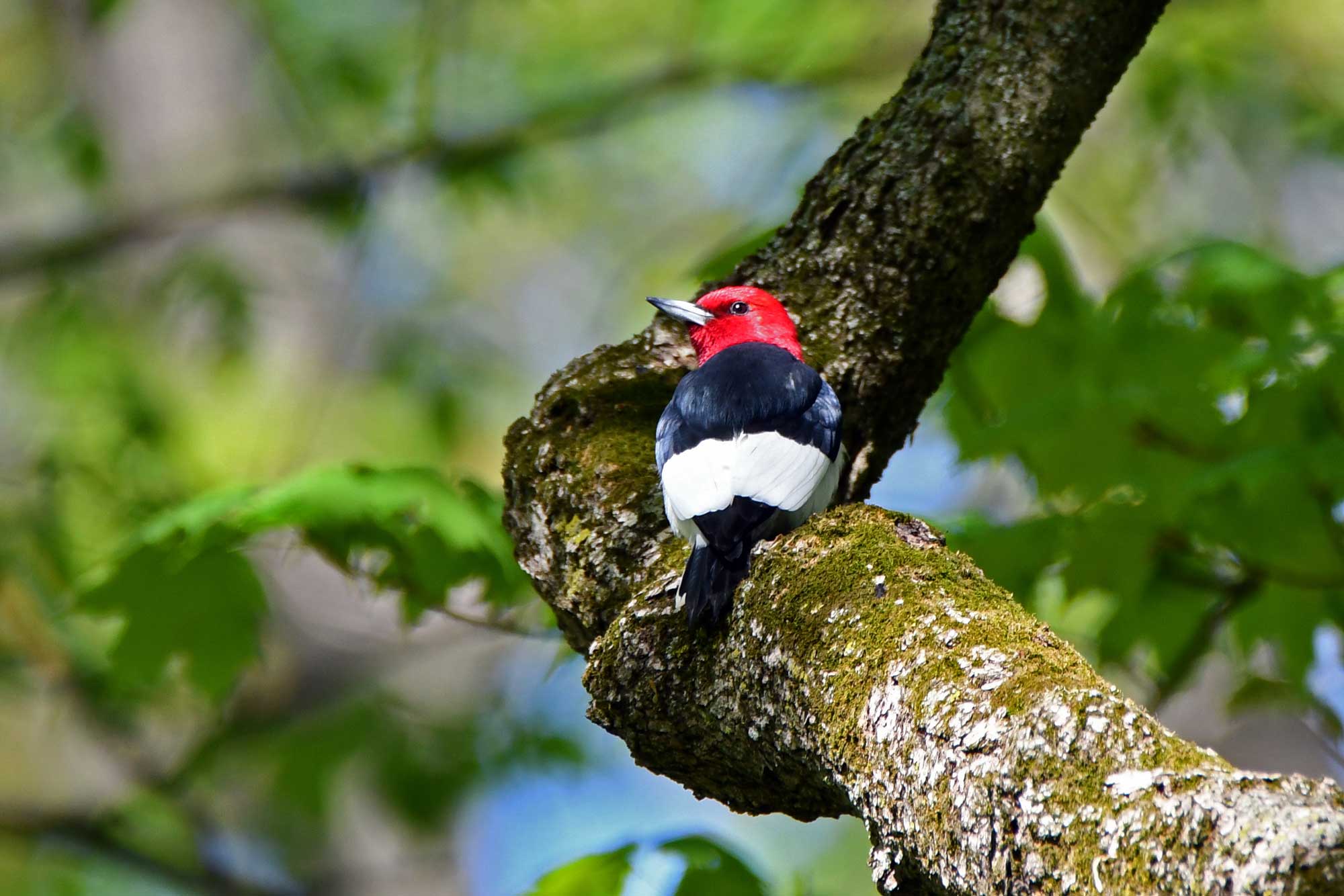 Red-headed woodpecker perched on a branch with leaves in the background.