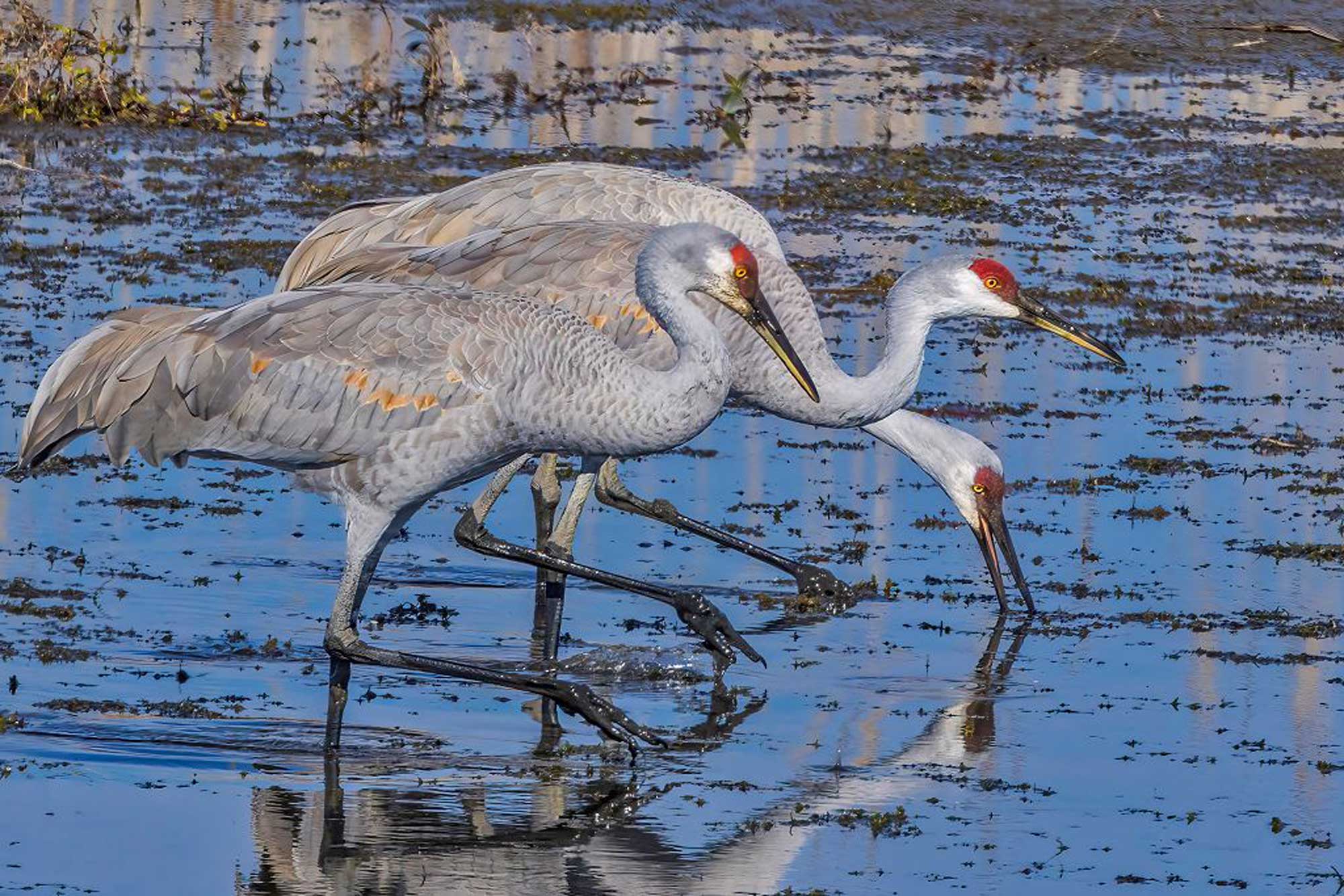 Sandhill cranes standing in water.