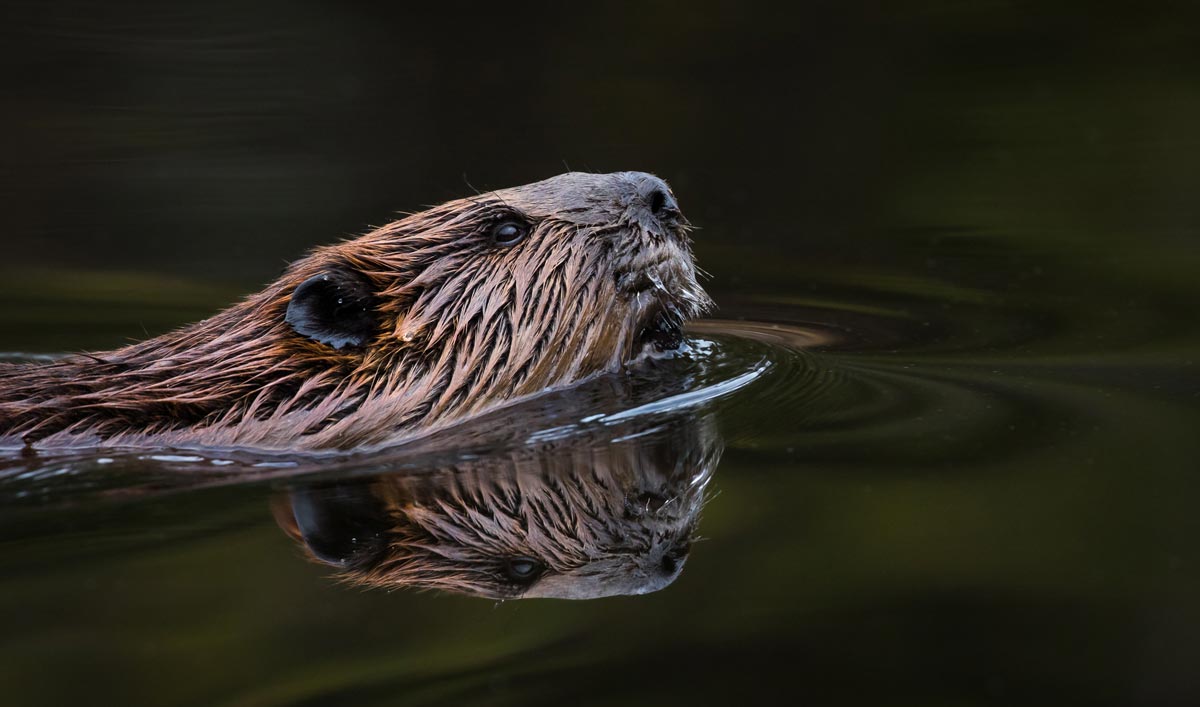 beaver-shutterstock-new.jpg