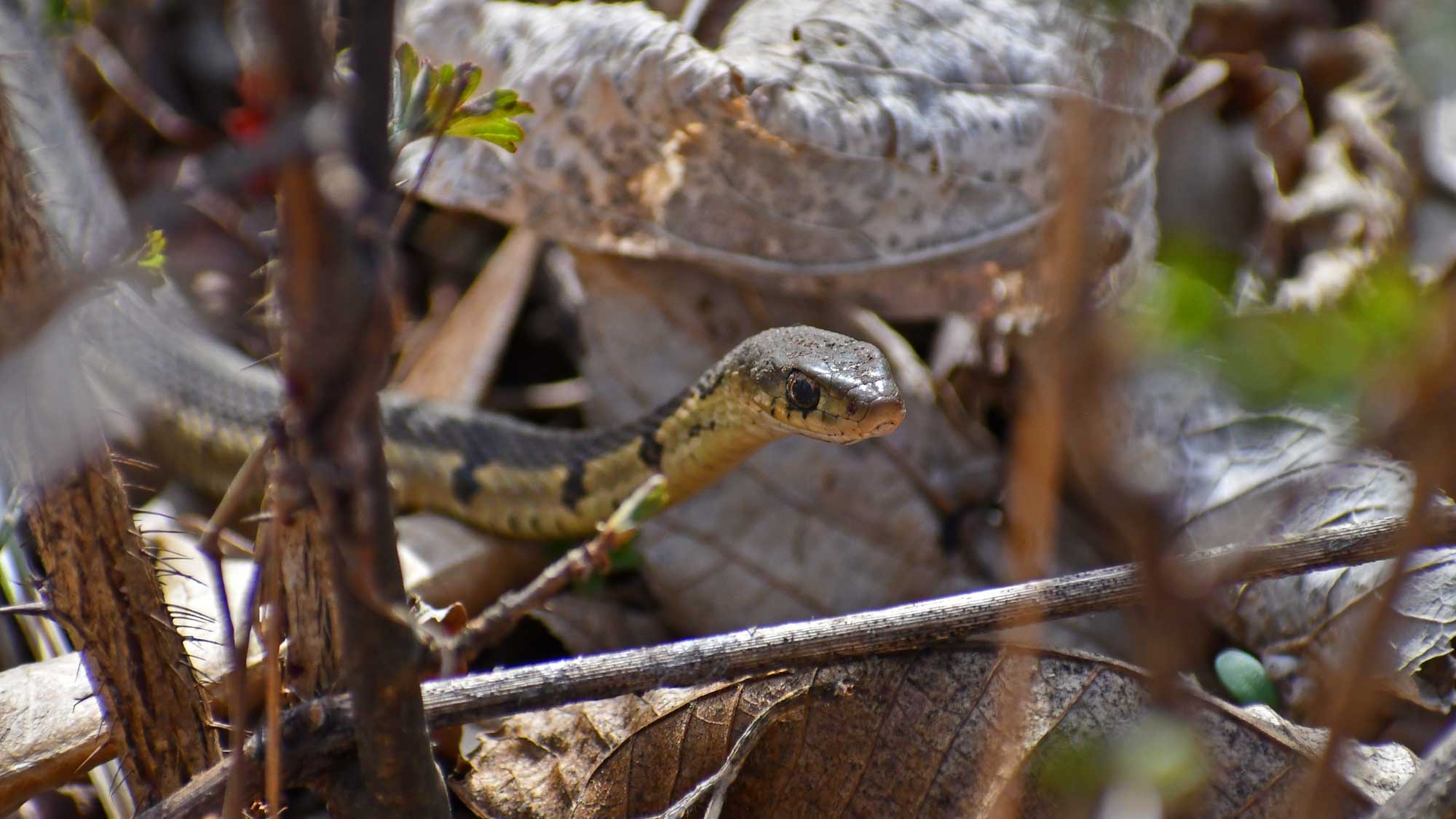 Garter snake slithering over fallen leaves.
