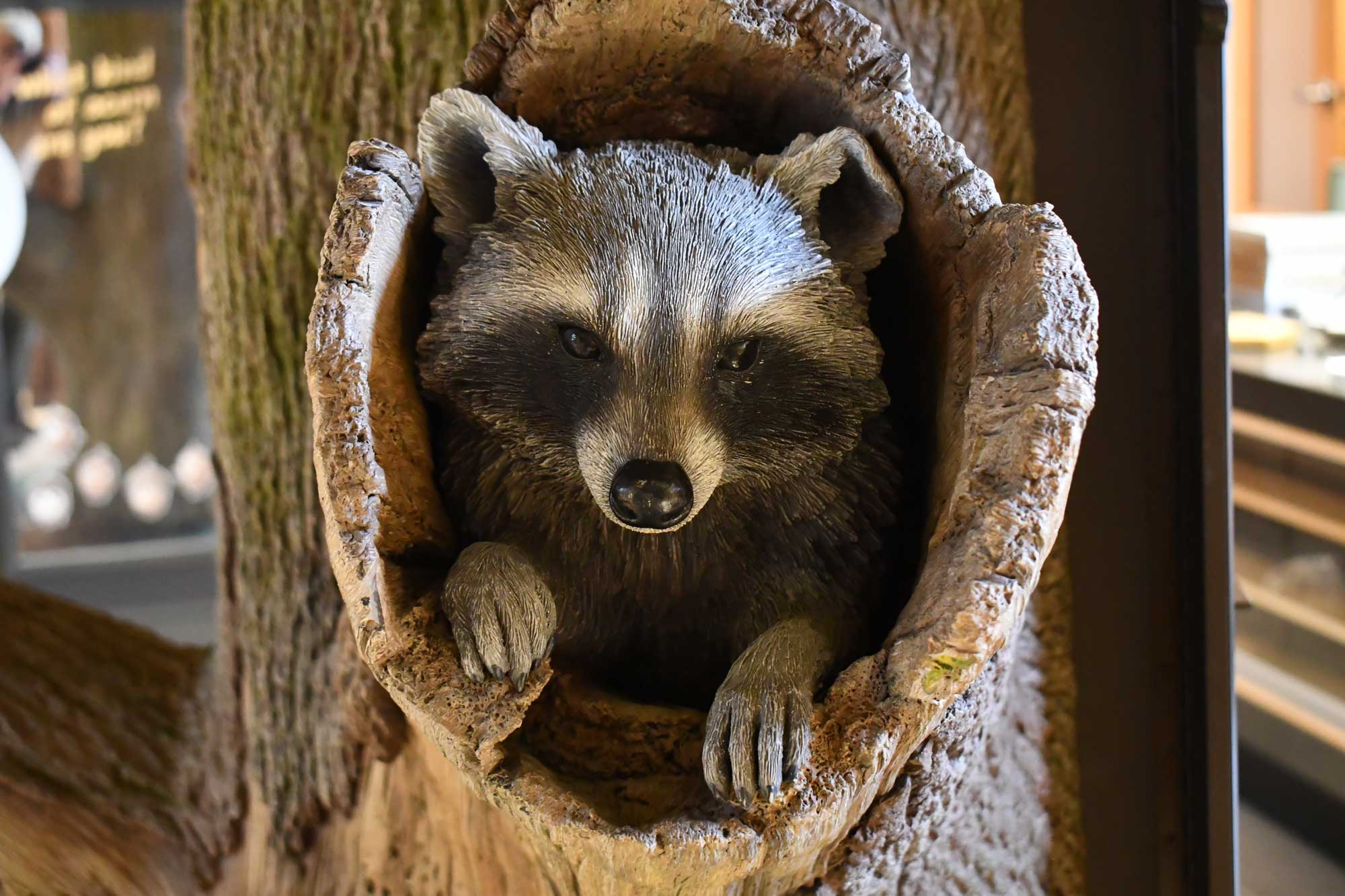 Replica of a raccoon in a tree inside a nature center.