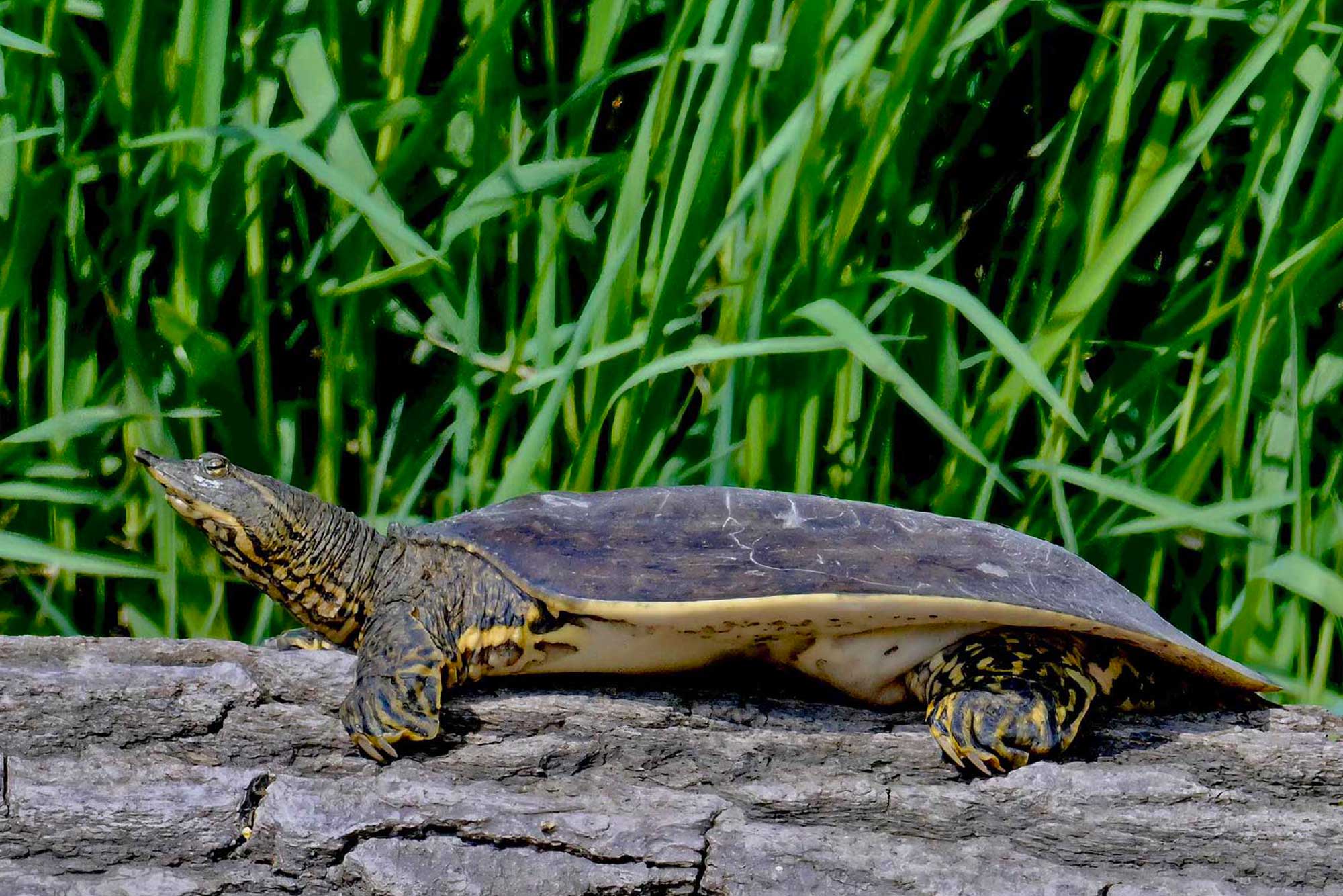 Softshell turtle resting on a fallen tree with vegetation in the background.