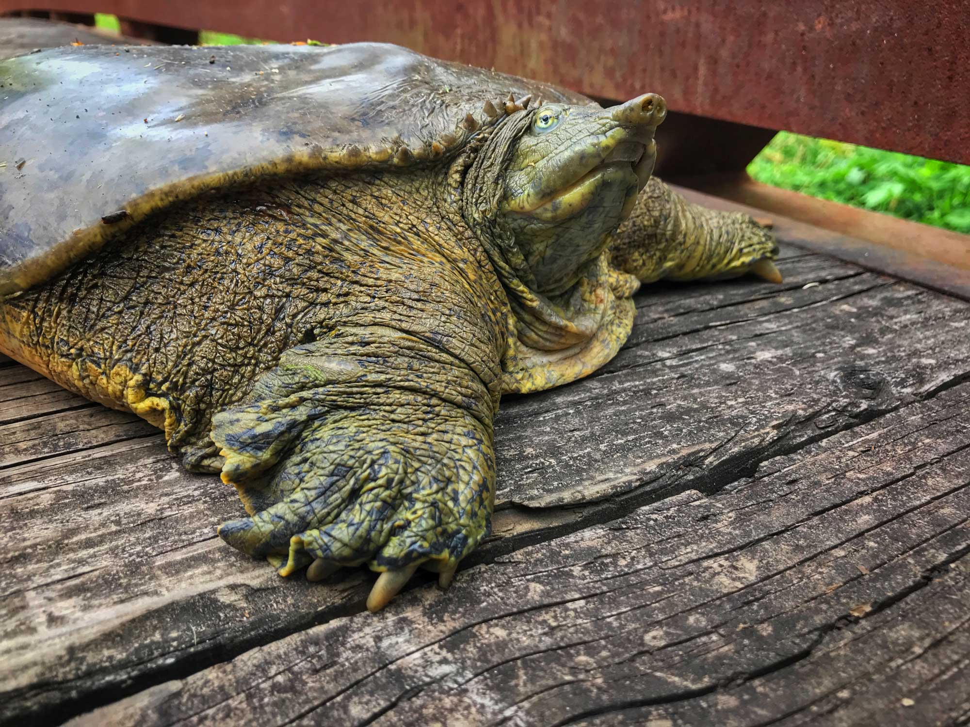 Softshell turtle sitting on a wooden bridge.