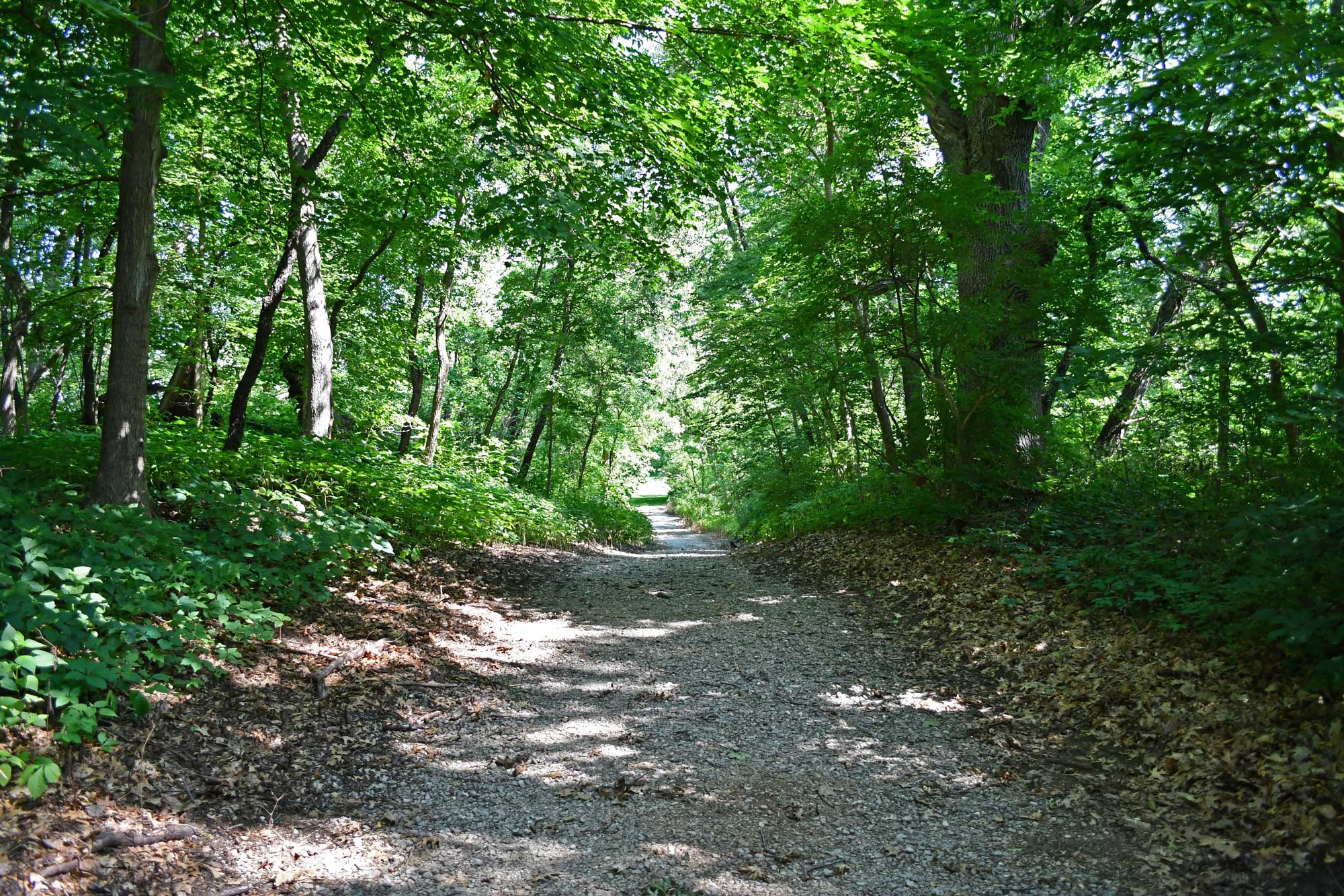 Gravel trail lined by trees.