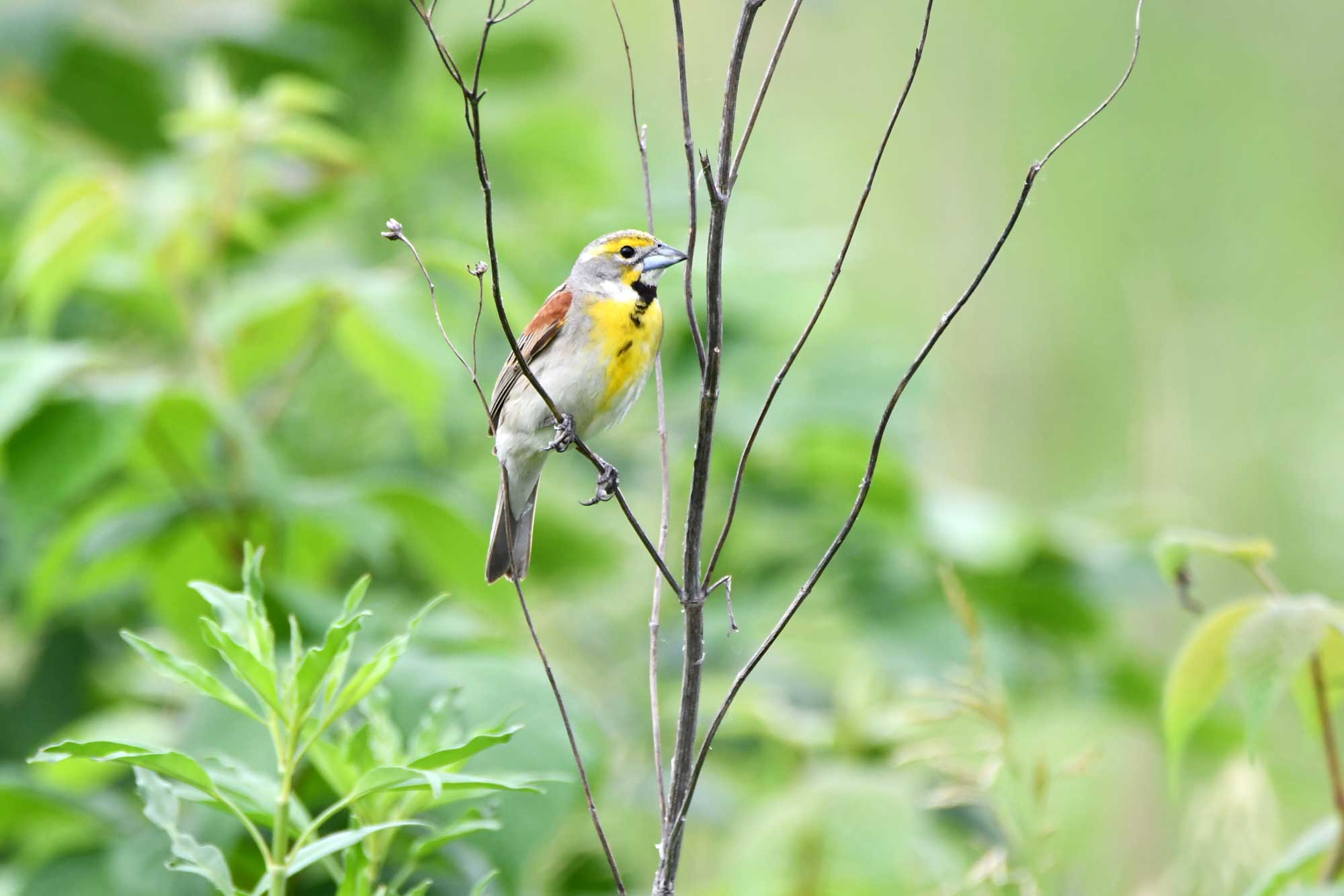 Dickcissel perched on a piece of vegetation.