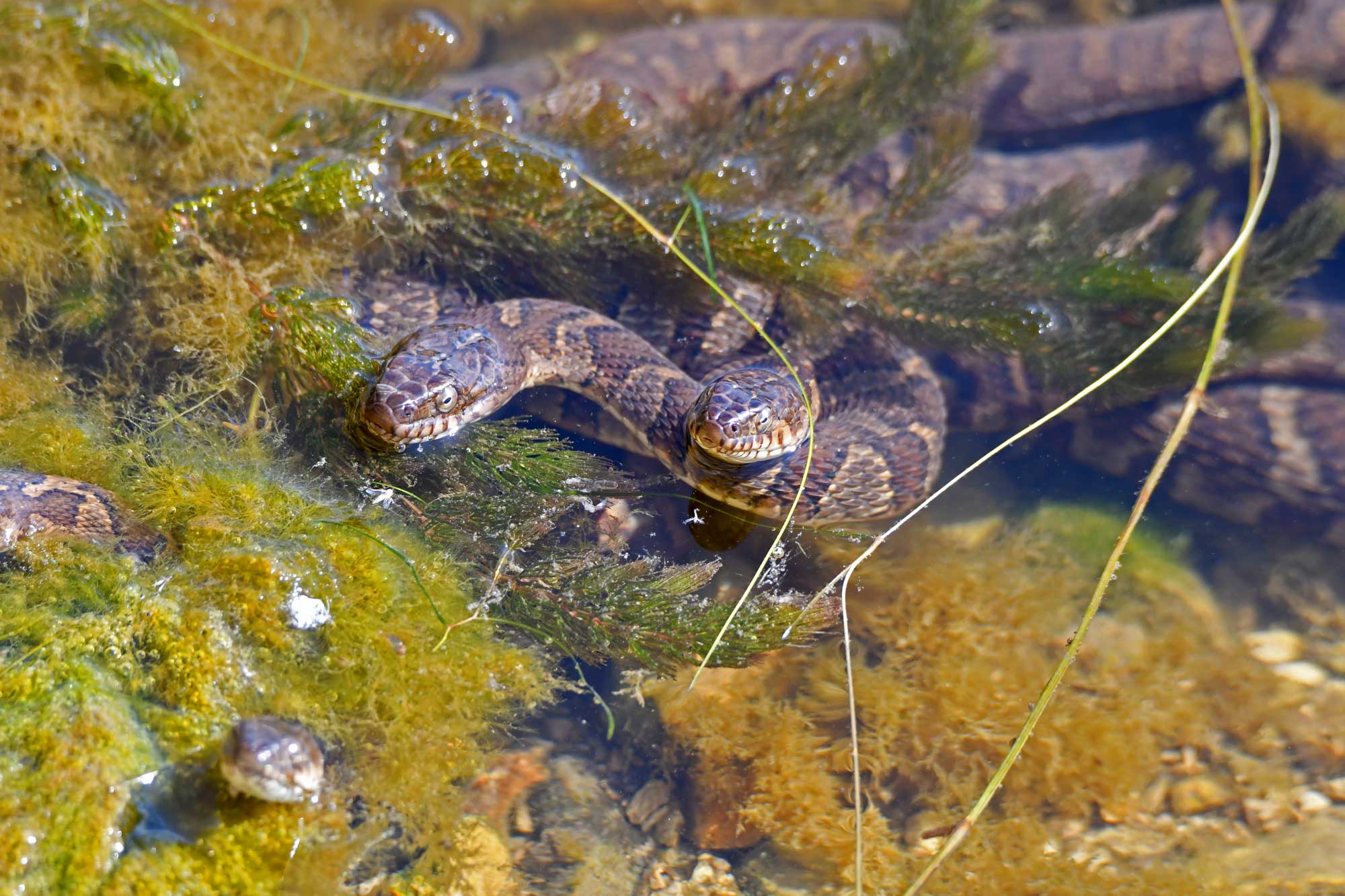 Two northern water snakes intertwined in the water.
